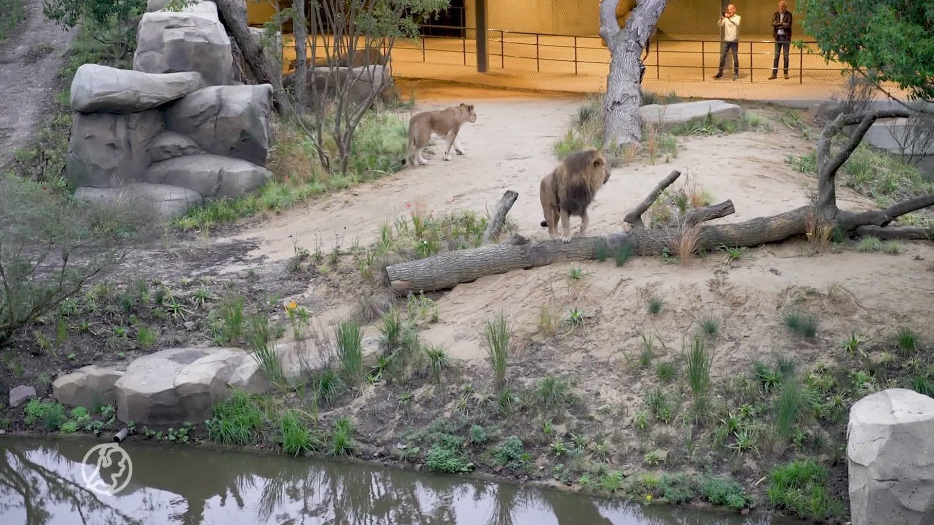 Leeuwen in ARTIS mogen eindelijk hun nieuwe grote verblijf in