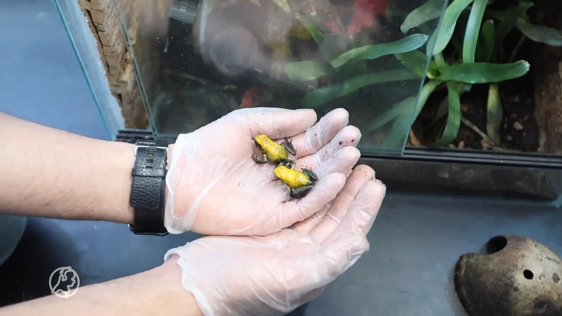 Mogelijk giftige kikkers gedumpt op Haagse parkeerplaats