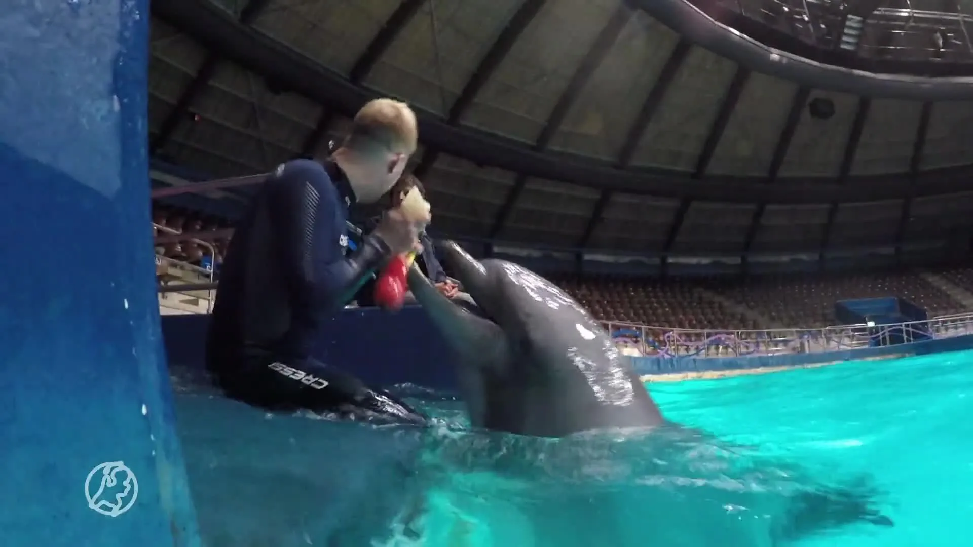 Rusland maakt gebruik van dolfijnen in oorlog tegen Oekraïne