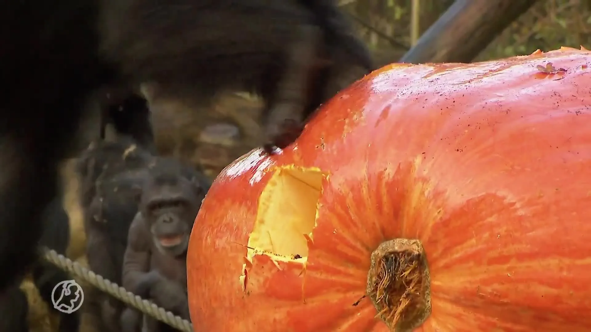 Chimpansees smullen van zwaarste reuzenpompoen van Nederland