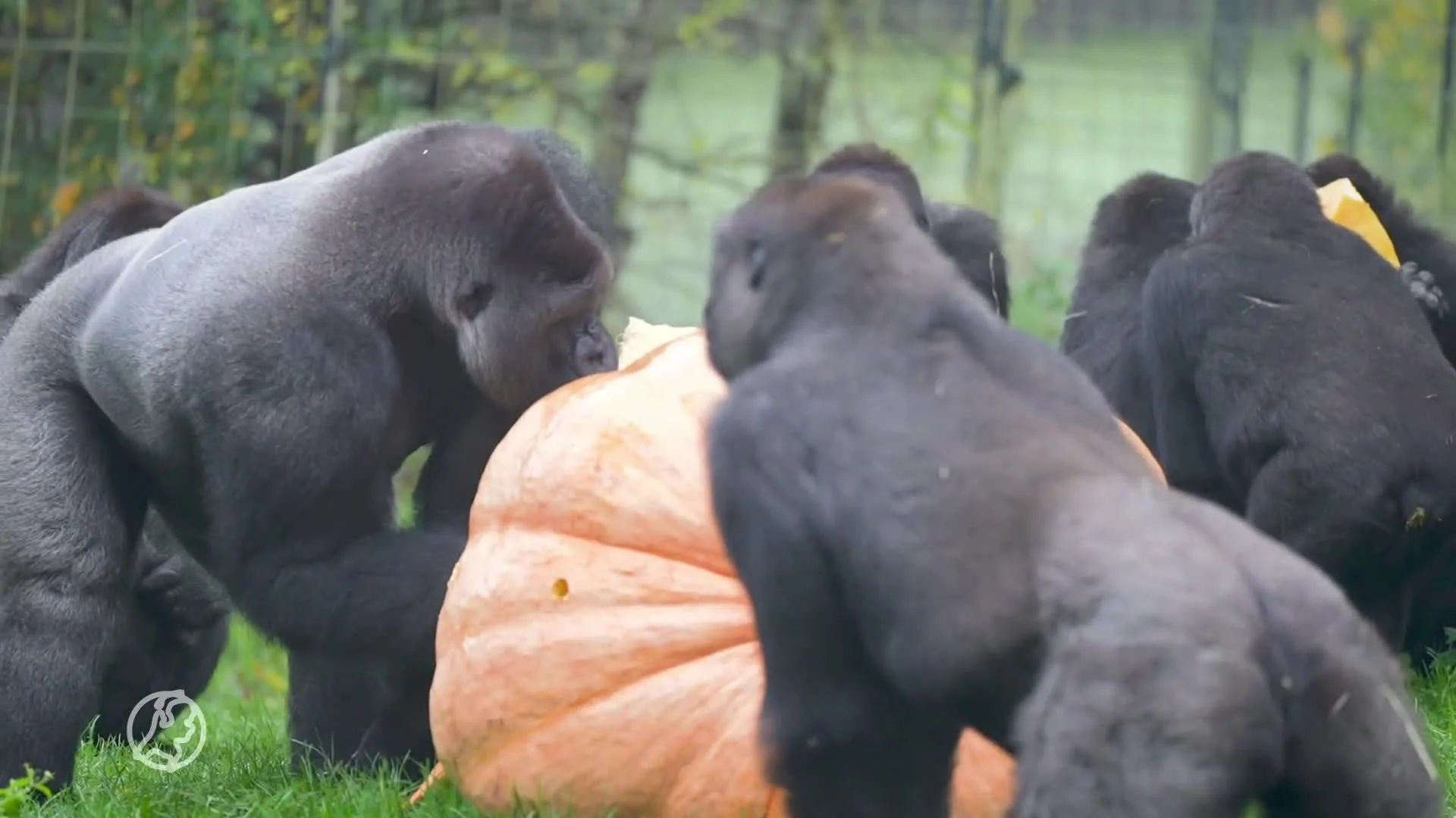 ZIEN: Gorilla's in Burgers' Zoo genieten van enorme pompoen van 300 kilo