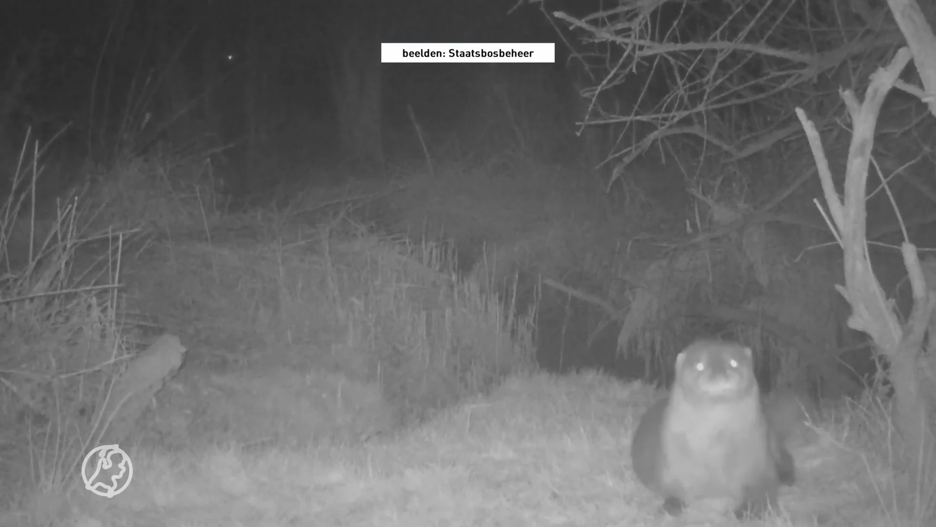 De otter is terug in De Biesbosch!