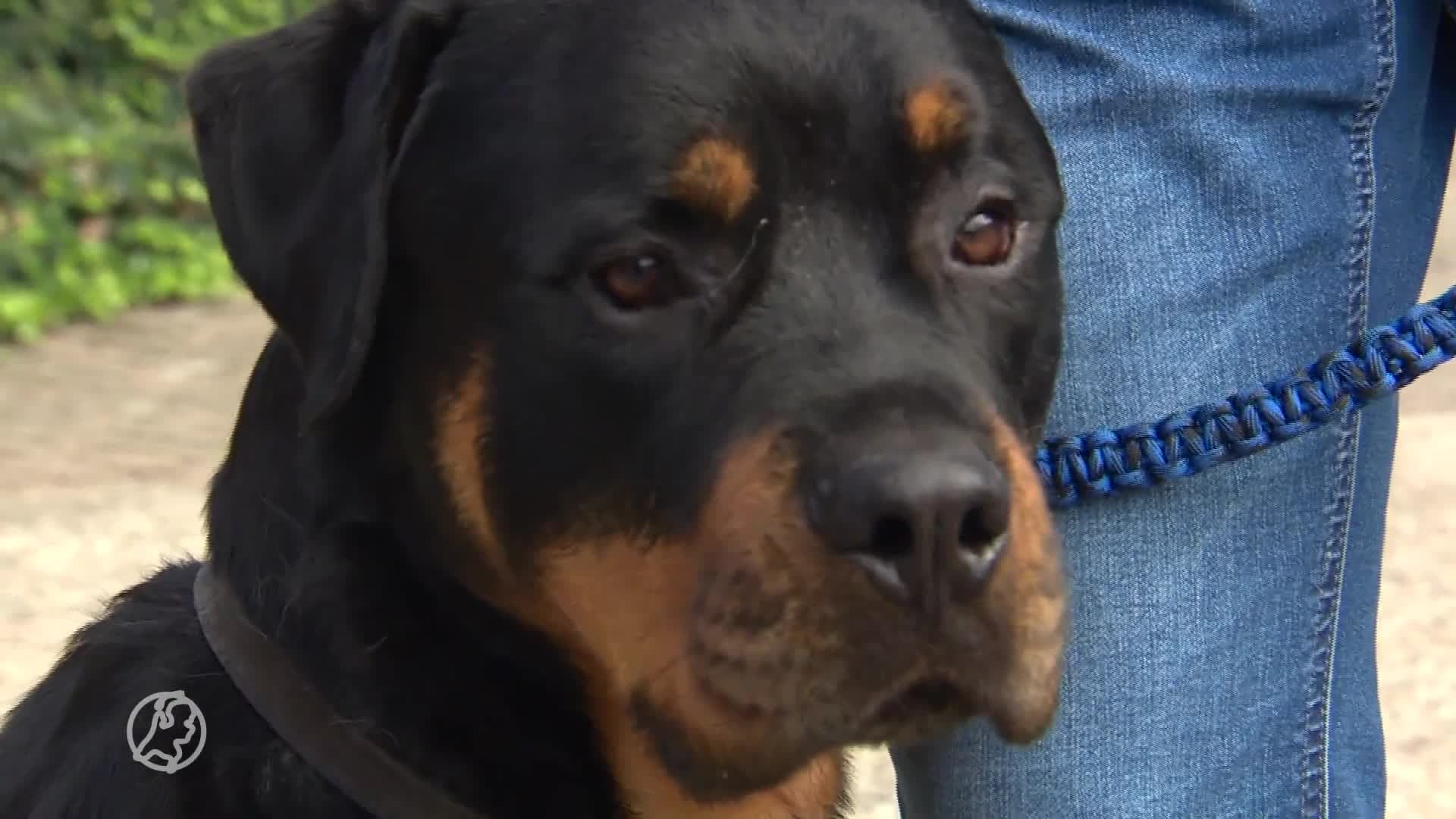 VVD pleit voor verbod op bijtgevaarlijke honden