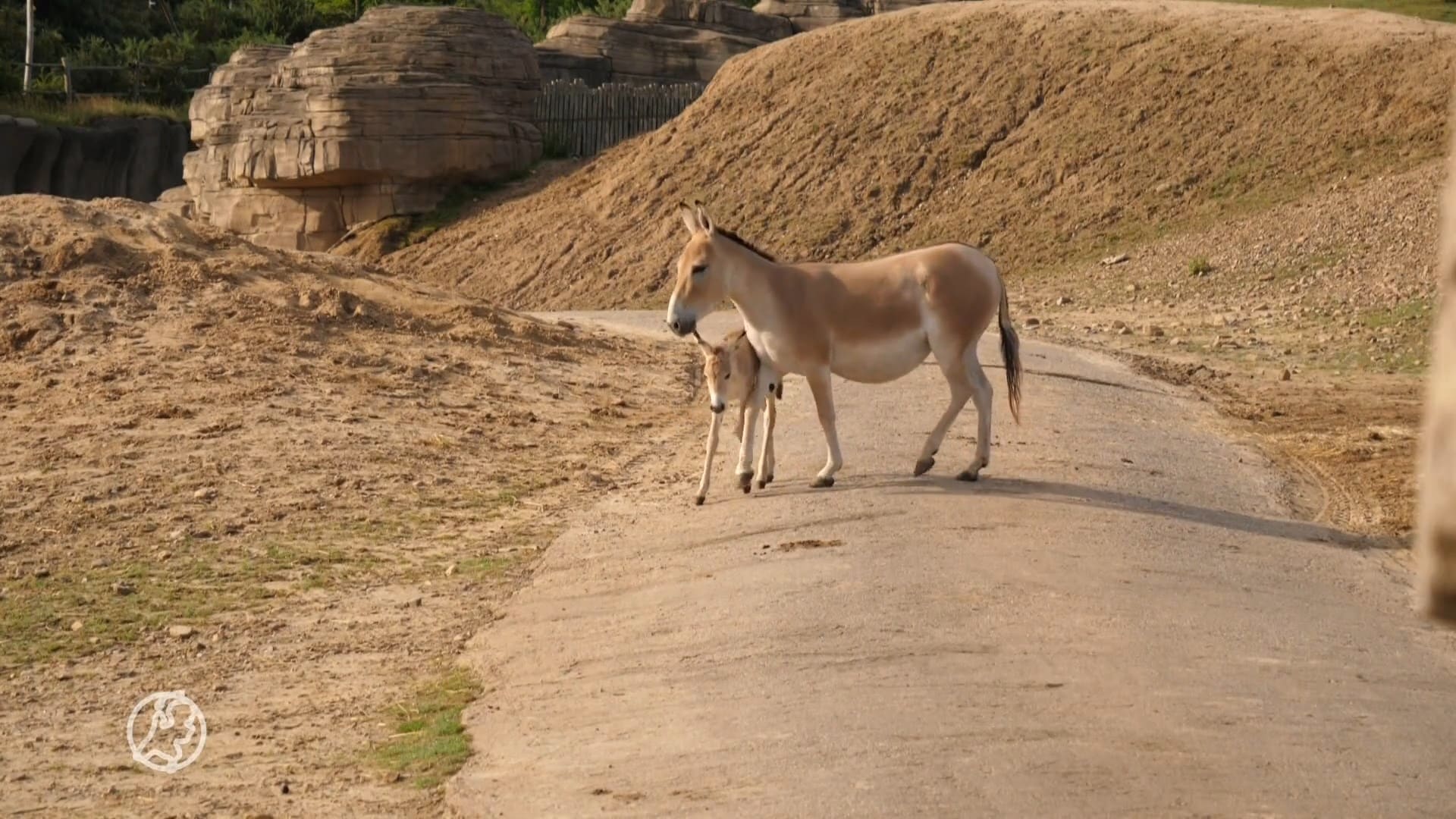 Twee onagers geboren in Wildlands Emmen