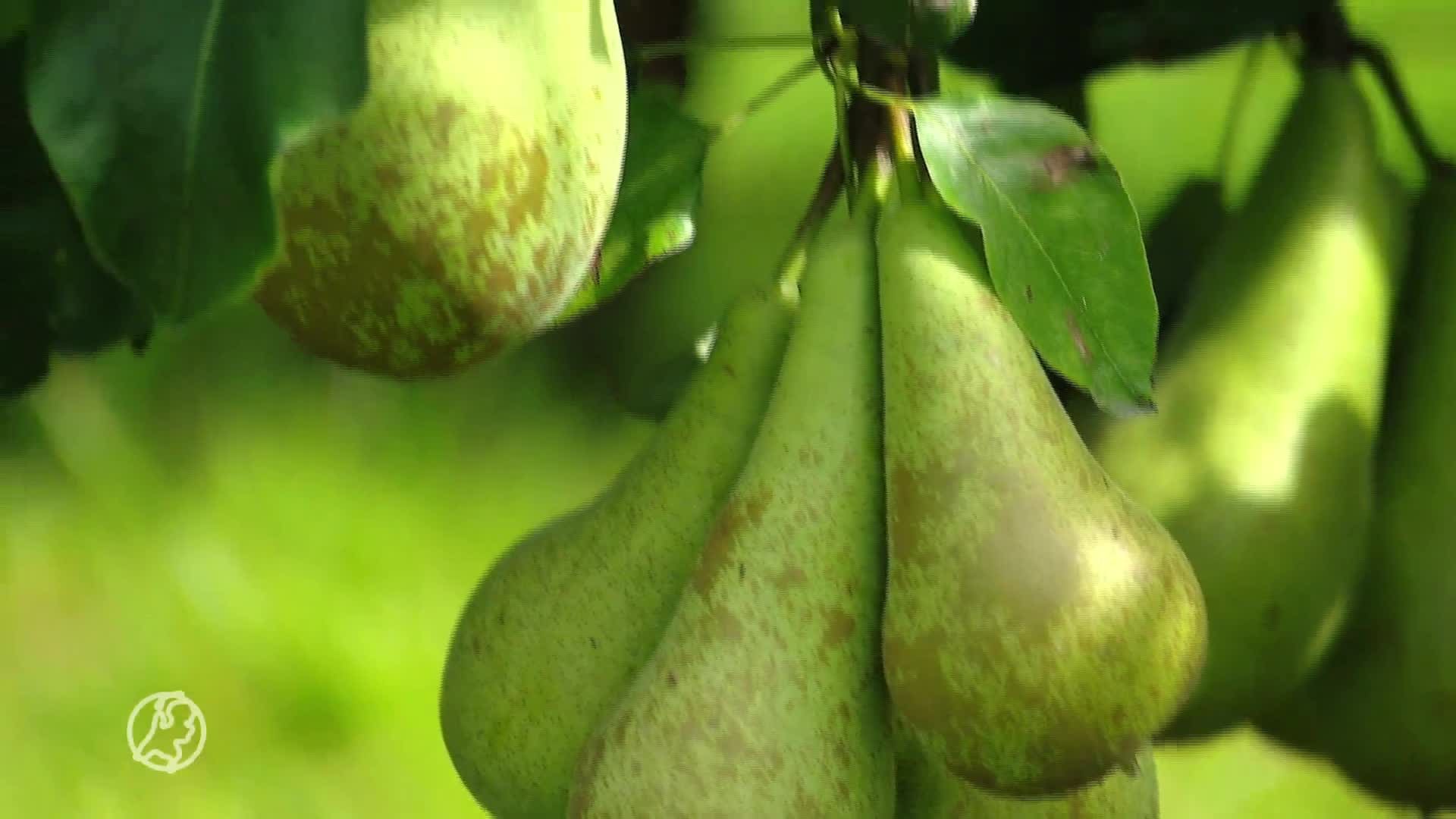 Vogels eten honderdduizenden peren van fruitteler Marcel op: 'Een ramp'