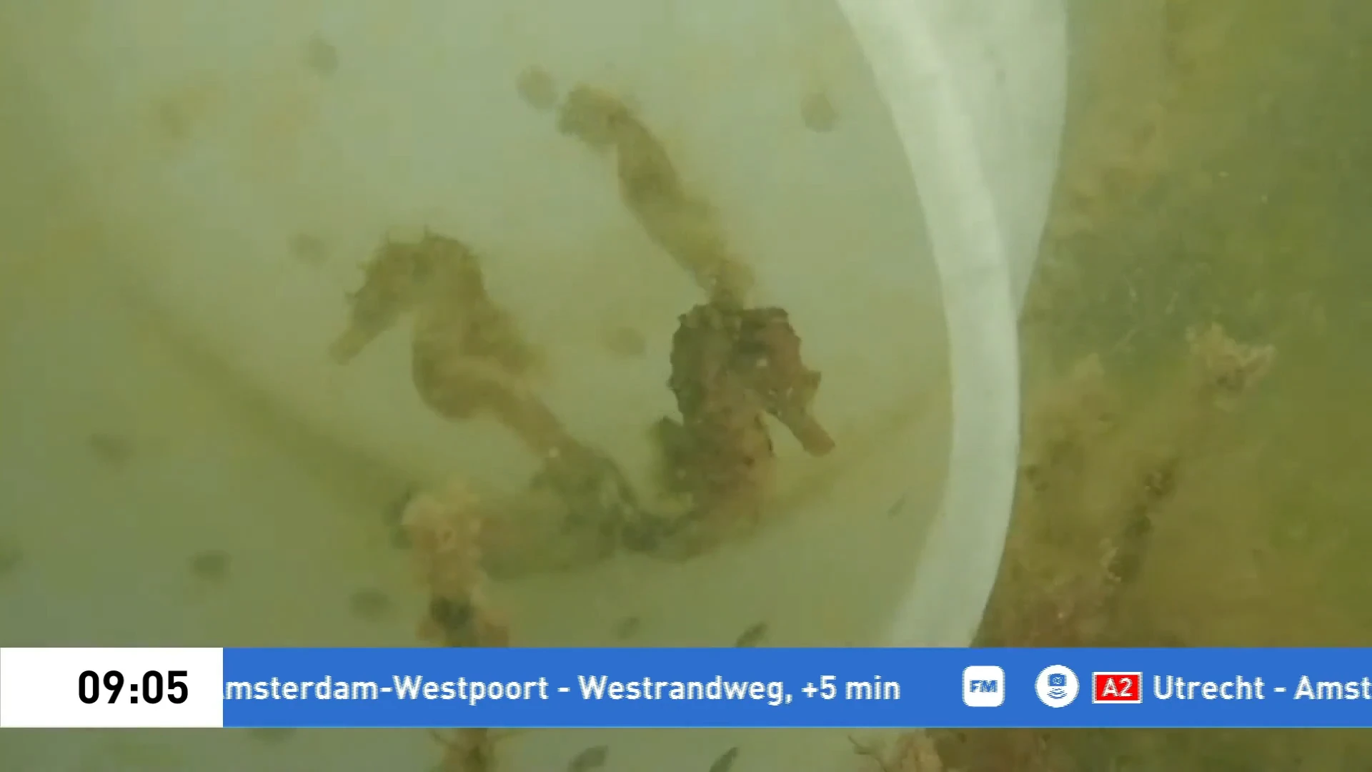 Zeepaardjes kunnen komende tijd aanspoelen: dit moet je doen als je ze vindt