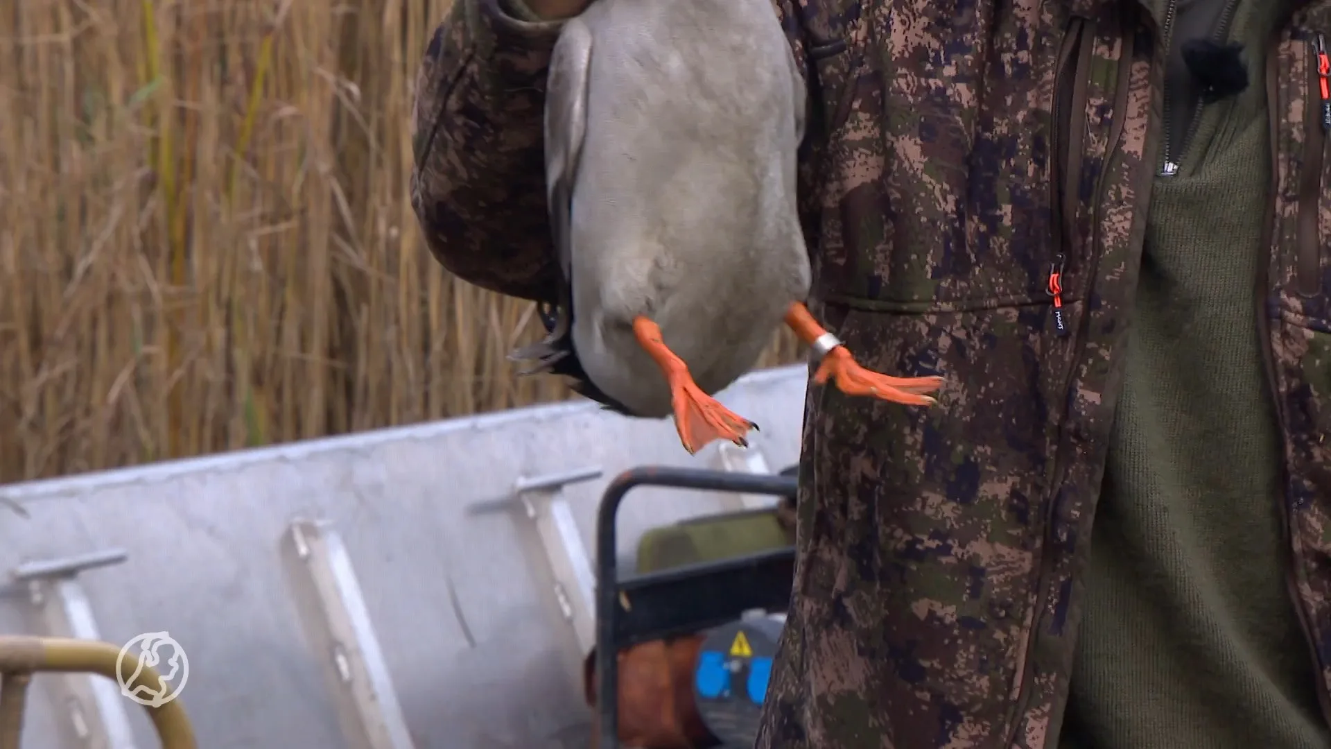 Jachtseizoen weer geopend: jagen met levende lokeend, gruwelijk of niet?