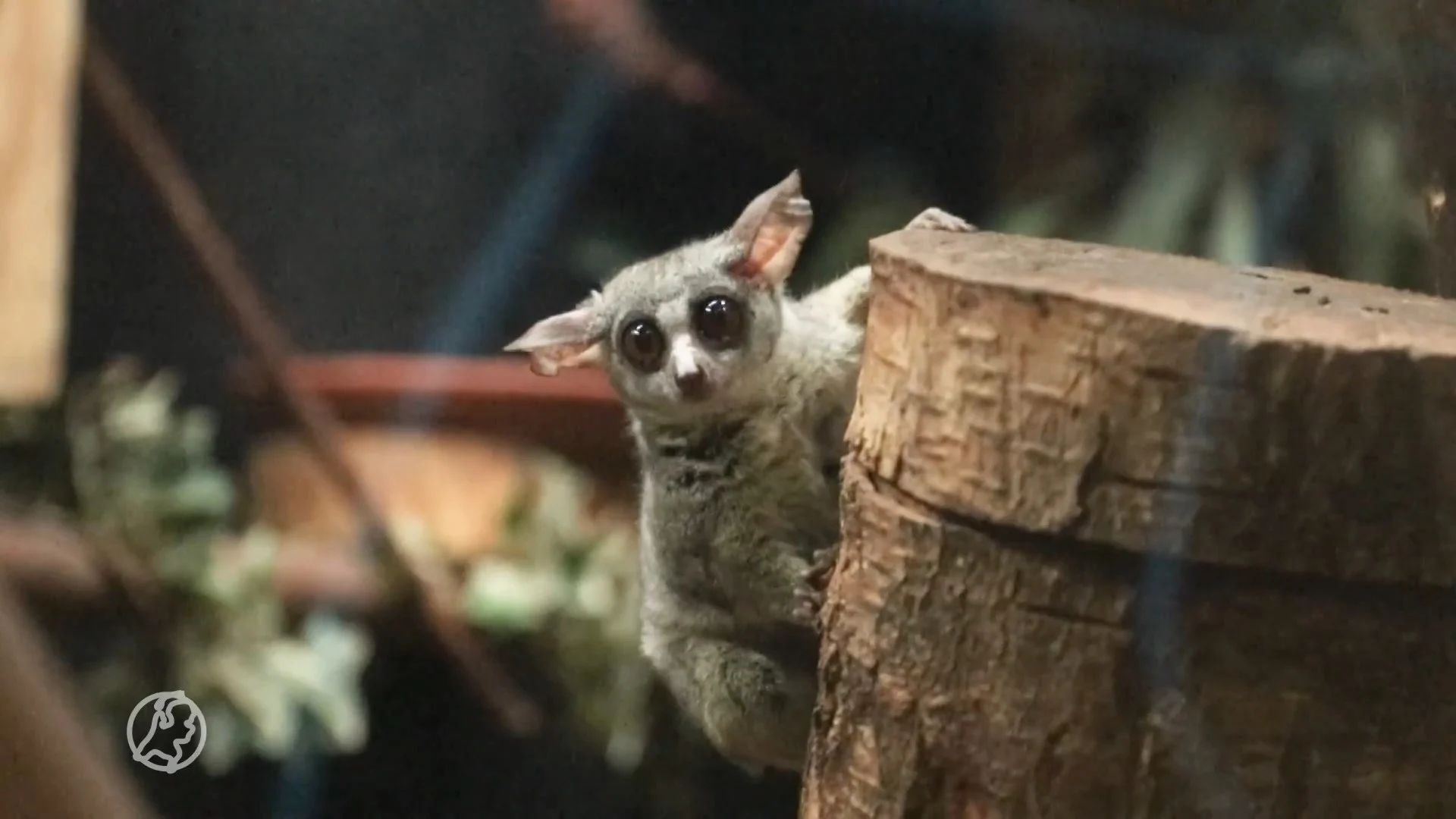 Twee galago-aapjes geboren in DierenPark Amersfoort