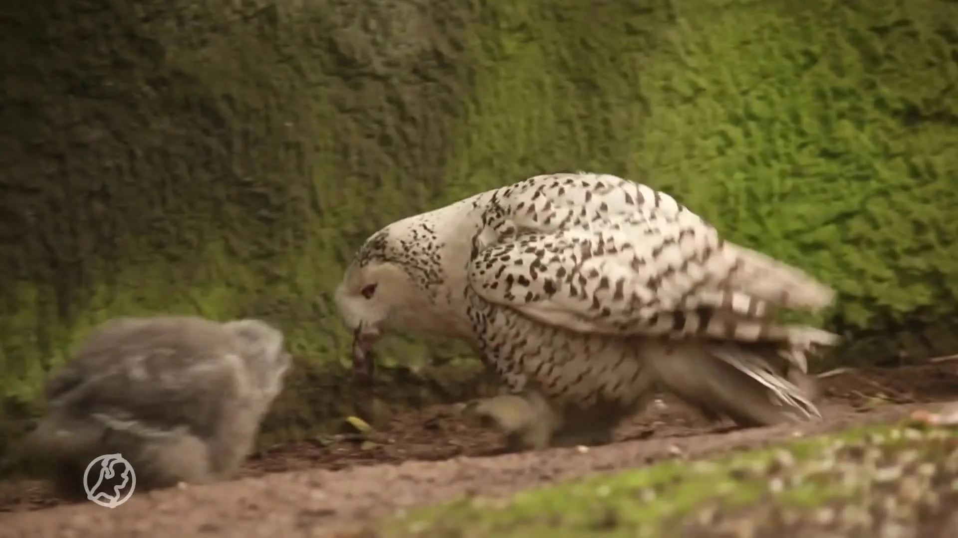 Drie 'Hedwigjes' kruipen uit het ei in DierenPark Amersfoort