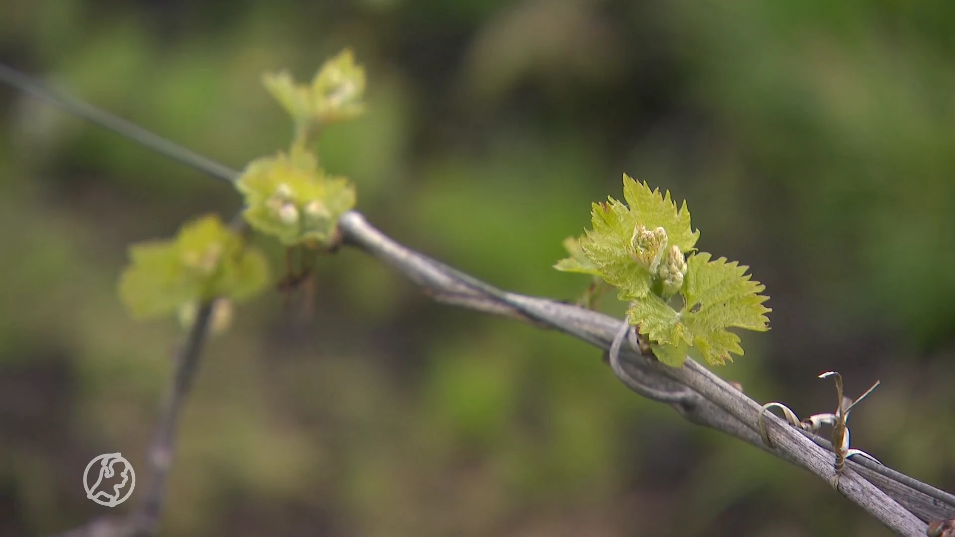 De druiven van wijnboer Rob bloeien op van klassieke muziek
