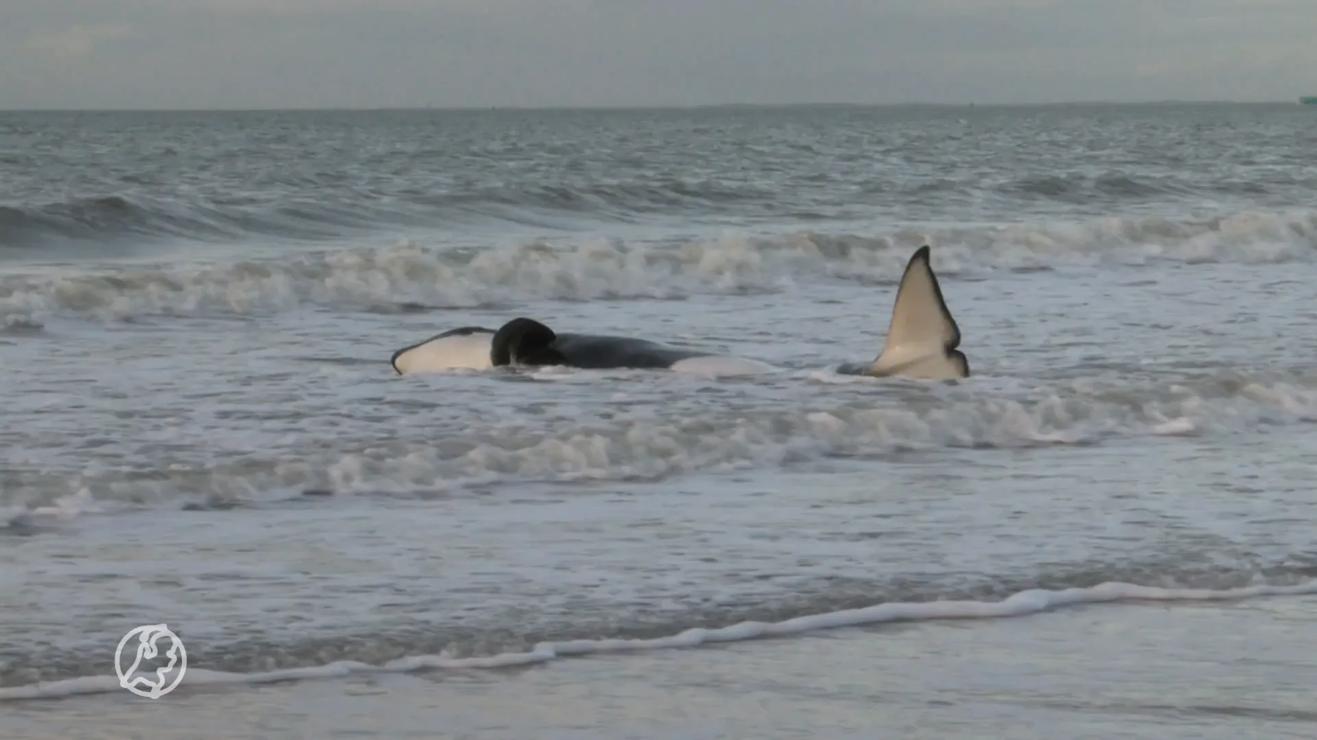 Levende orka spoelt aan op strand Cadzand