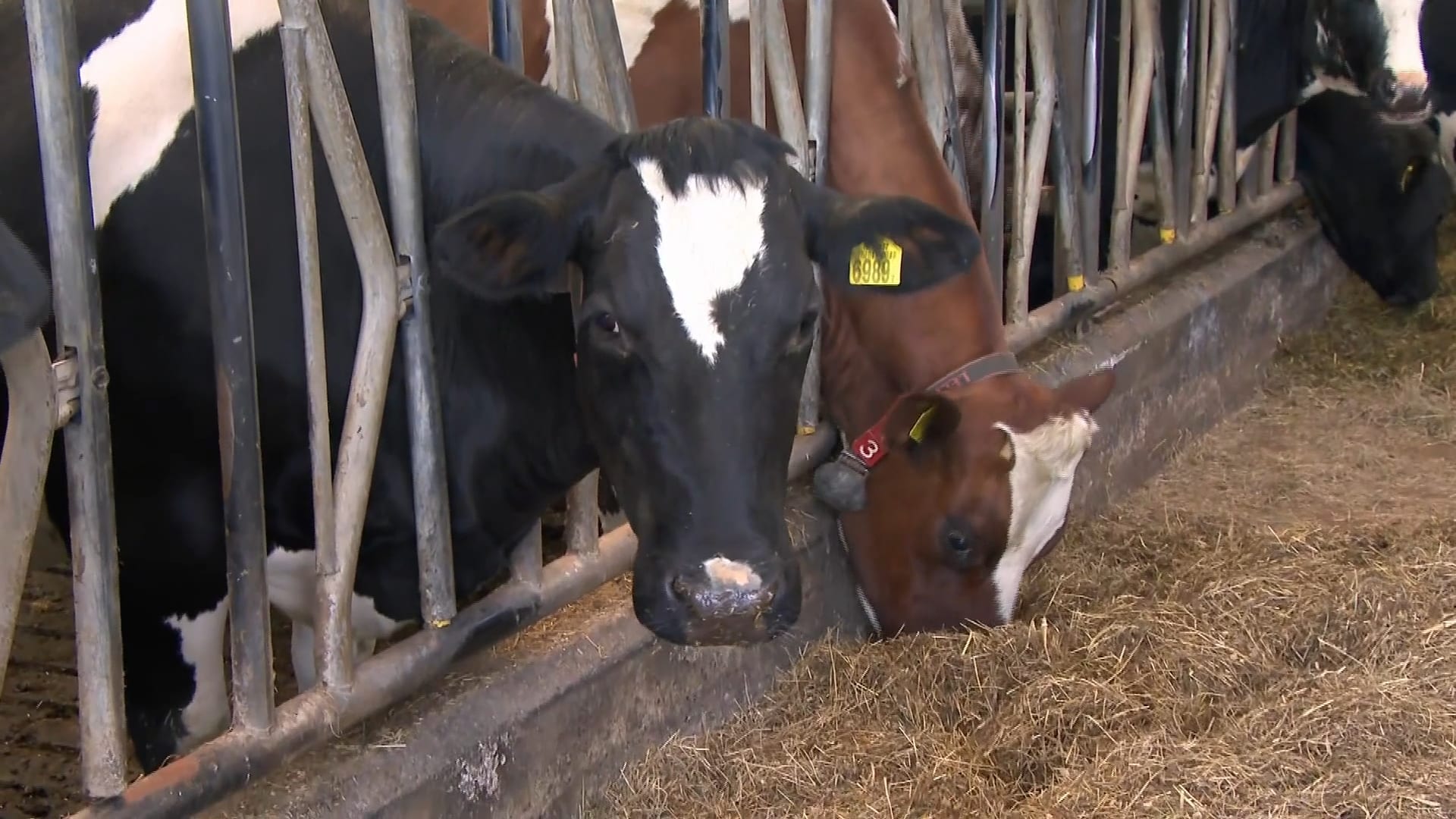 Nog geen Landbouwakkoord, partijen kijken begin juni verder