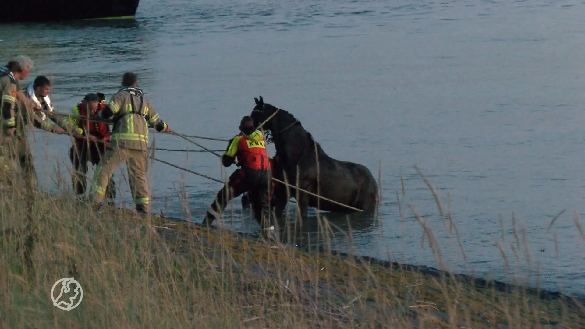 Hulpdiensten redden zwemmend paard uit Westerschelde