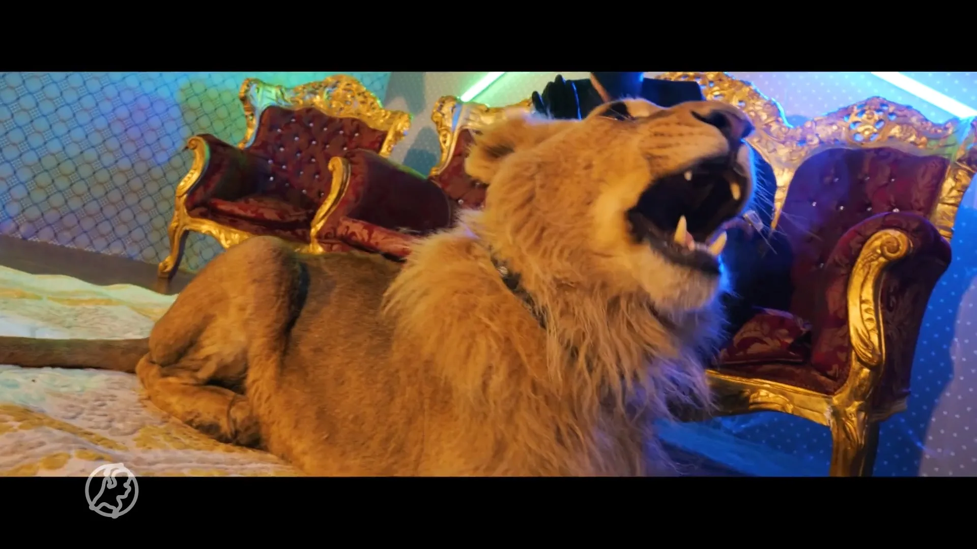 Zeven leeuwen naar Friesland na redding uit Roemenië