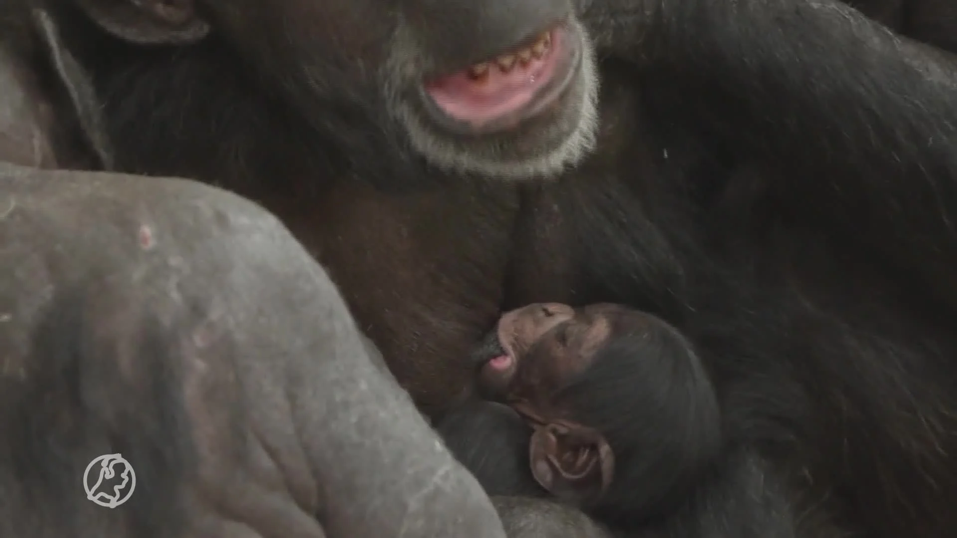 ZIEN: Wereldberoemde chimpansee Tushi verwelkomt een jong