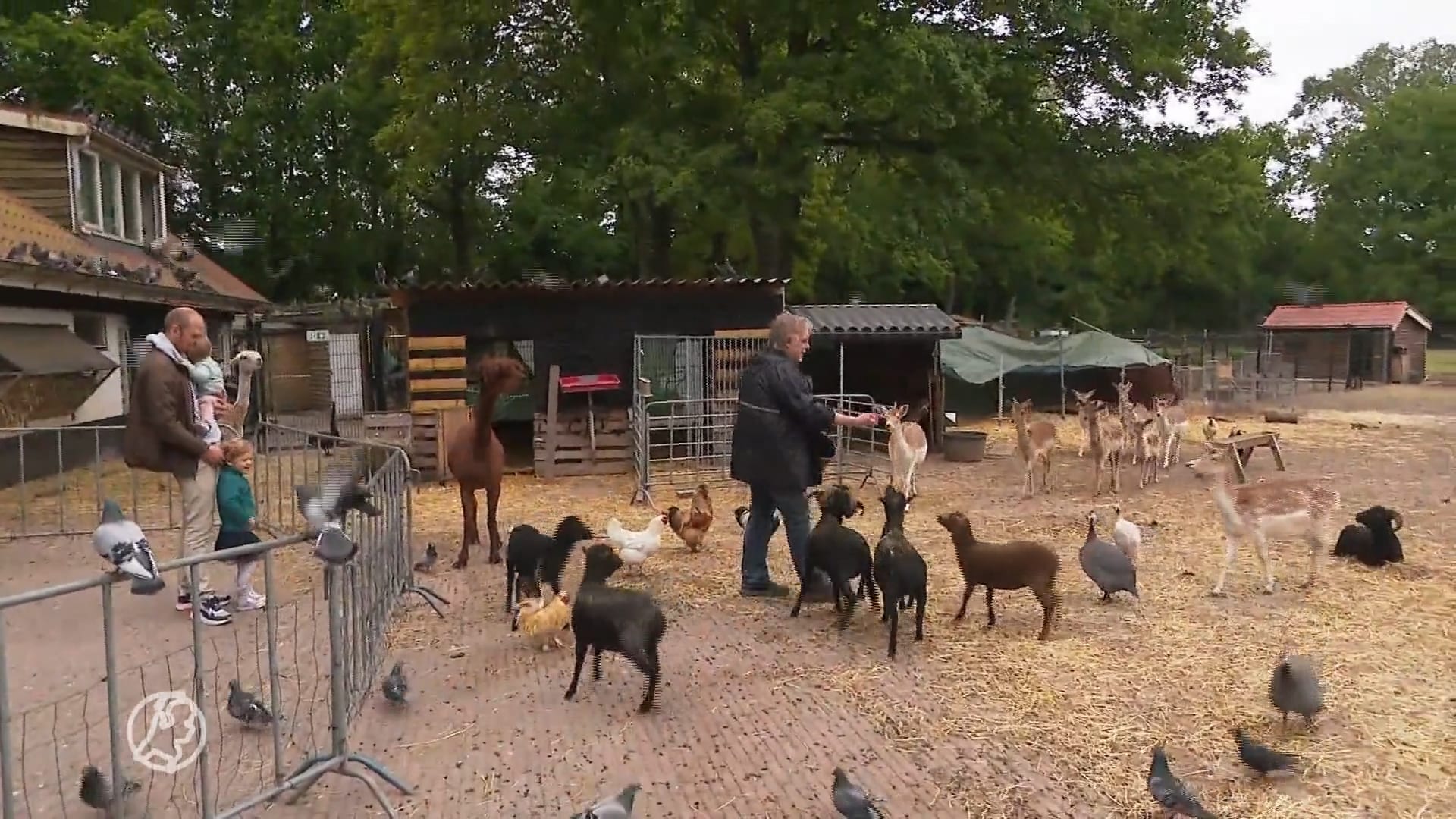Geen herten meer op dierenweides of bij kinderboerderijen?