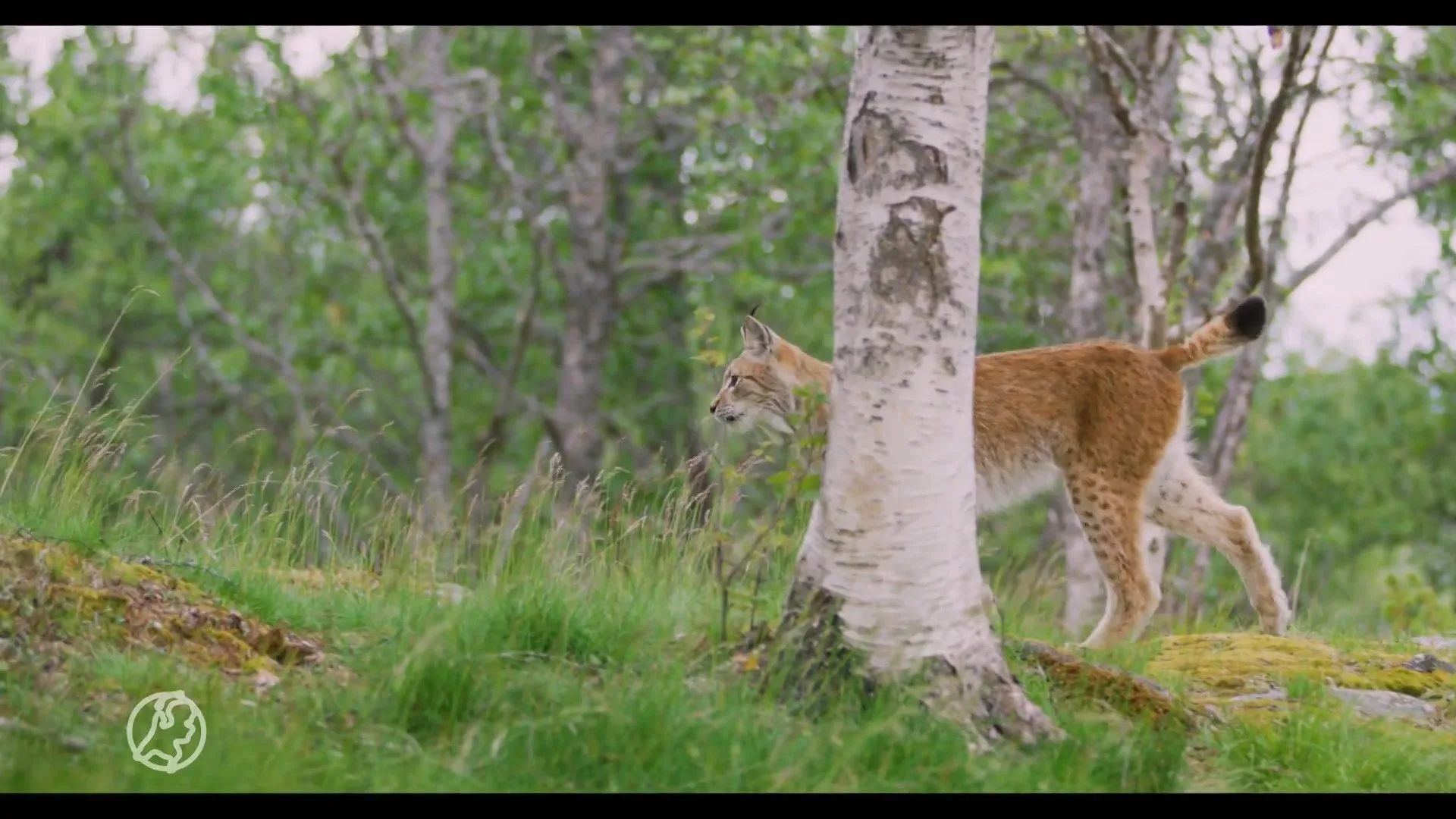 'Grote katachtige' houdt Westland al een week in spanning