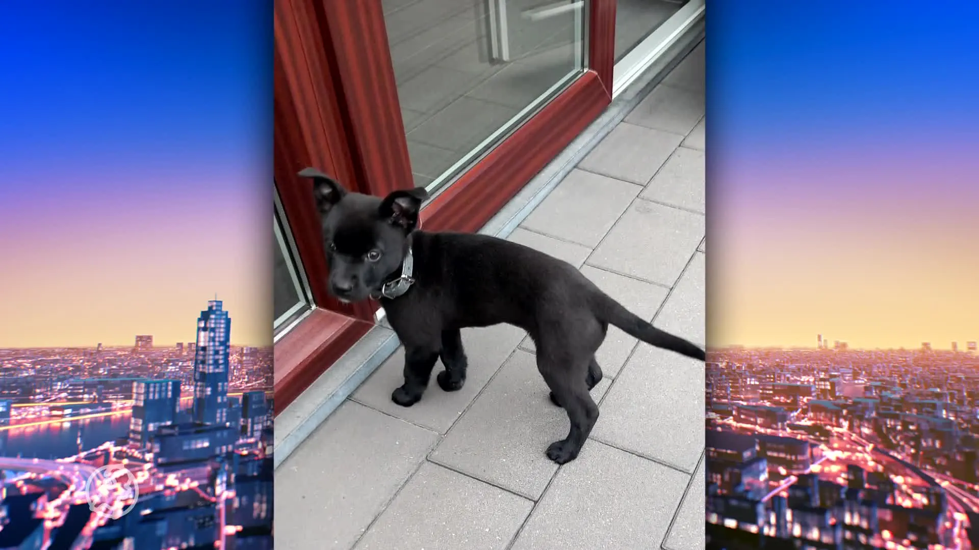 Puppy gestolen tijdens wandeling op klaarlichte dag