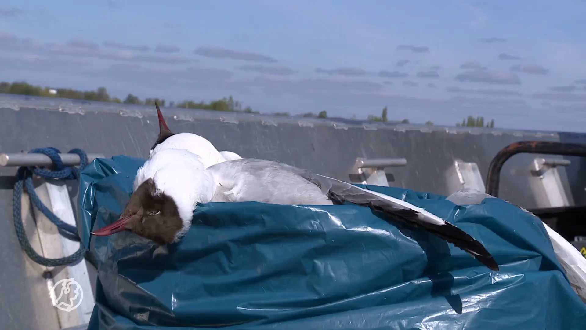 Vrijwilligers druk bezig met opruimen honderden dode meeuwen