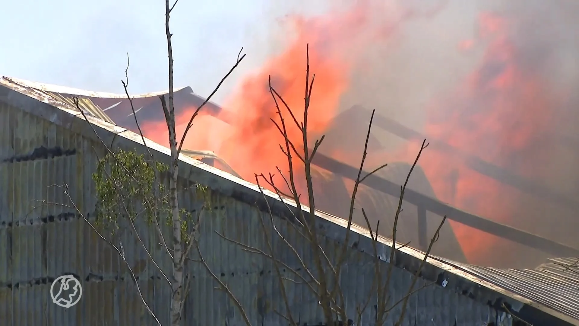 4.600 varkens omgekomen bij zeer grote stalbrand in Nederweer...