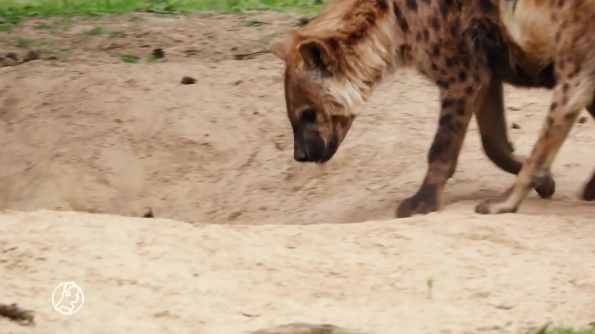 Safaripark Beekse Bergen verwelkomt hyenapups