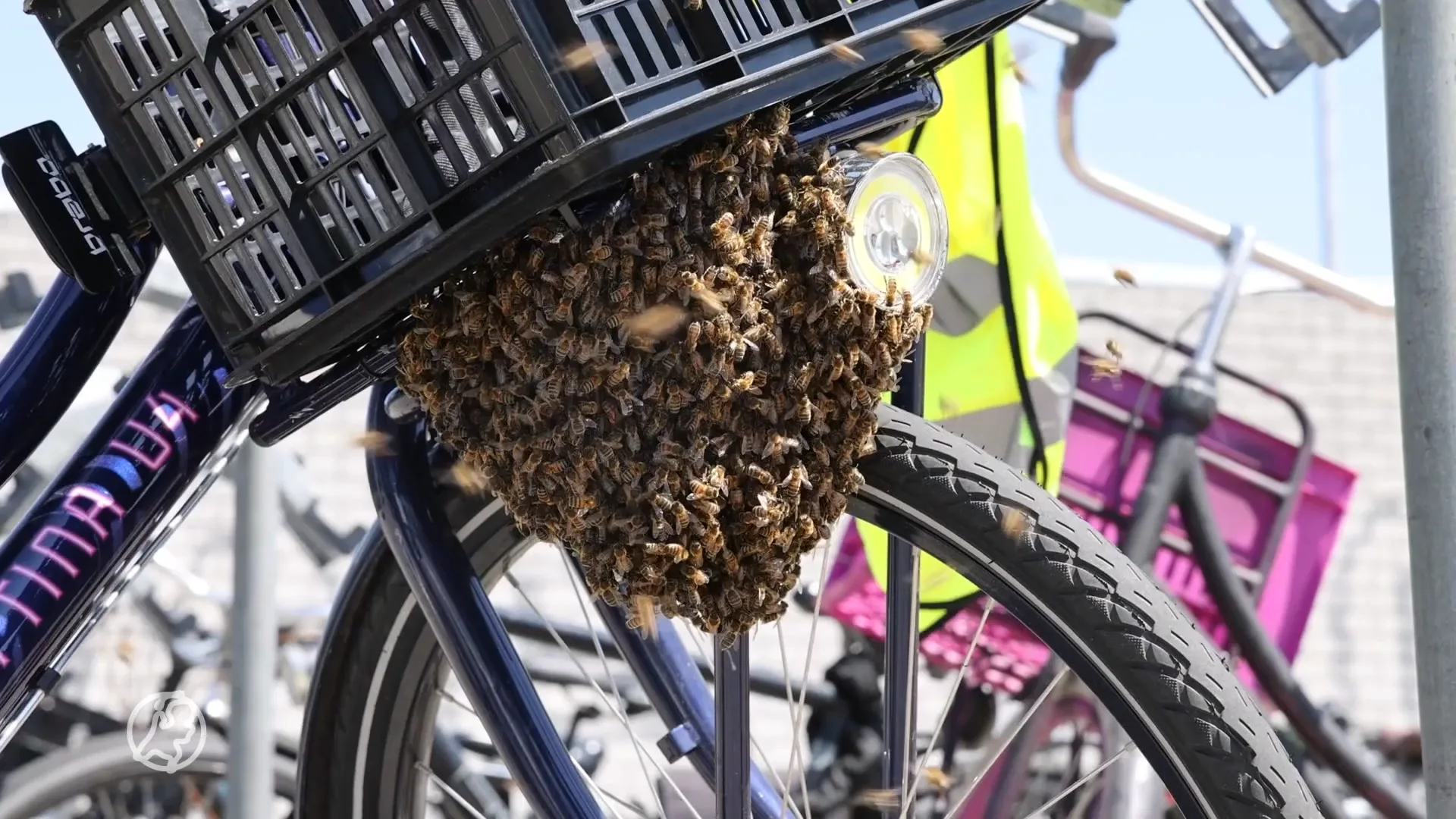 Fietstochtje zit er even niet in: enorme bijenzwem in krat