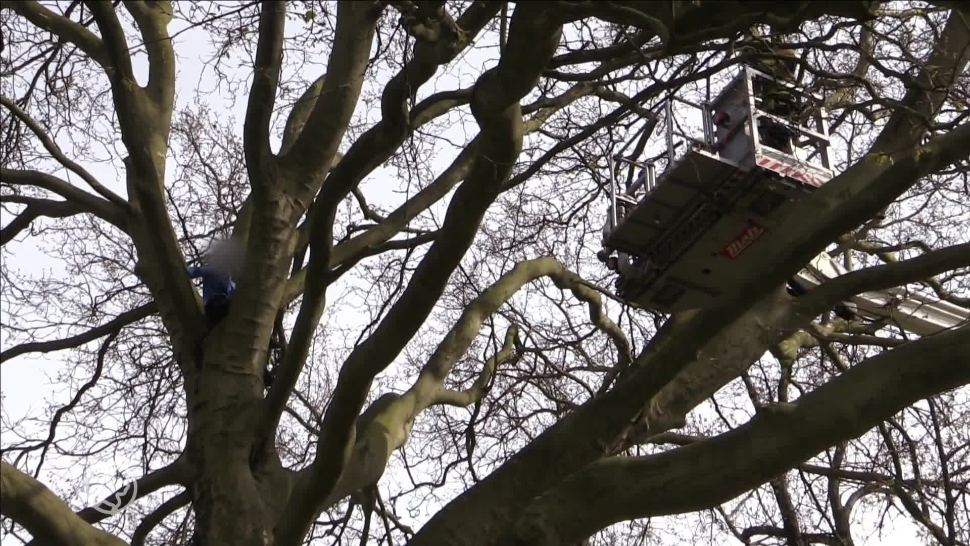Jongen (11) uit metershoge boom gehaald in Rijssen
