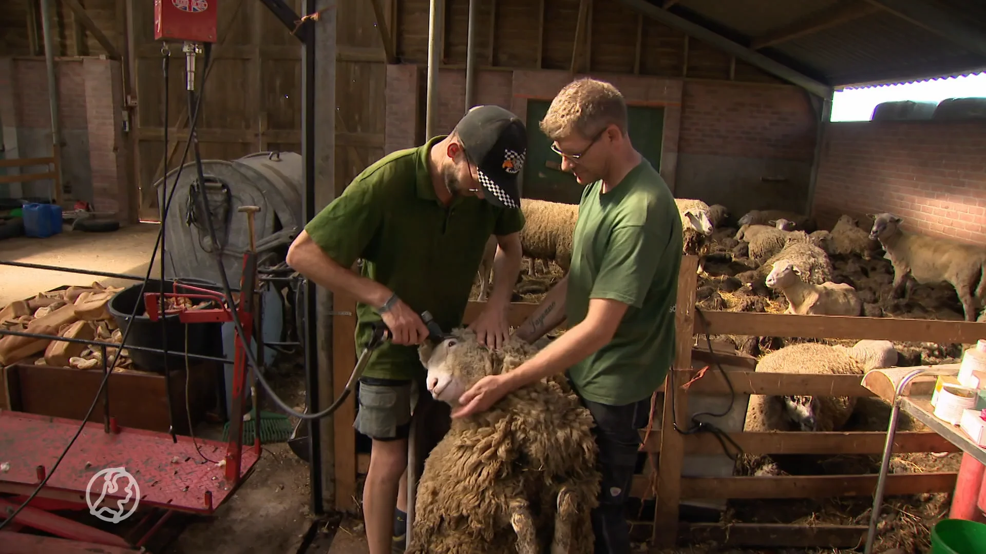 Schapenhouders kunnen wol nergens kwijt: 'Ik heb hier honderden kilo's liggen'