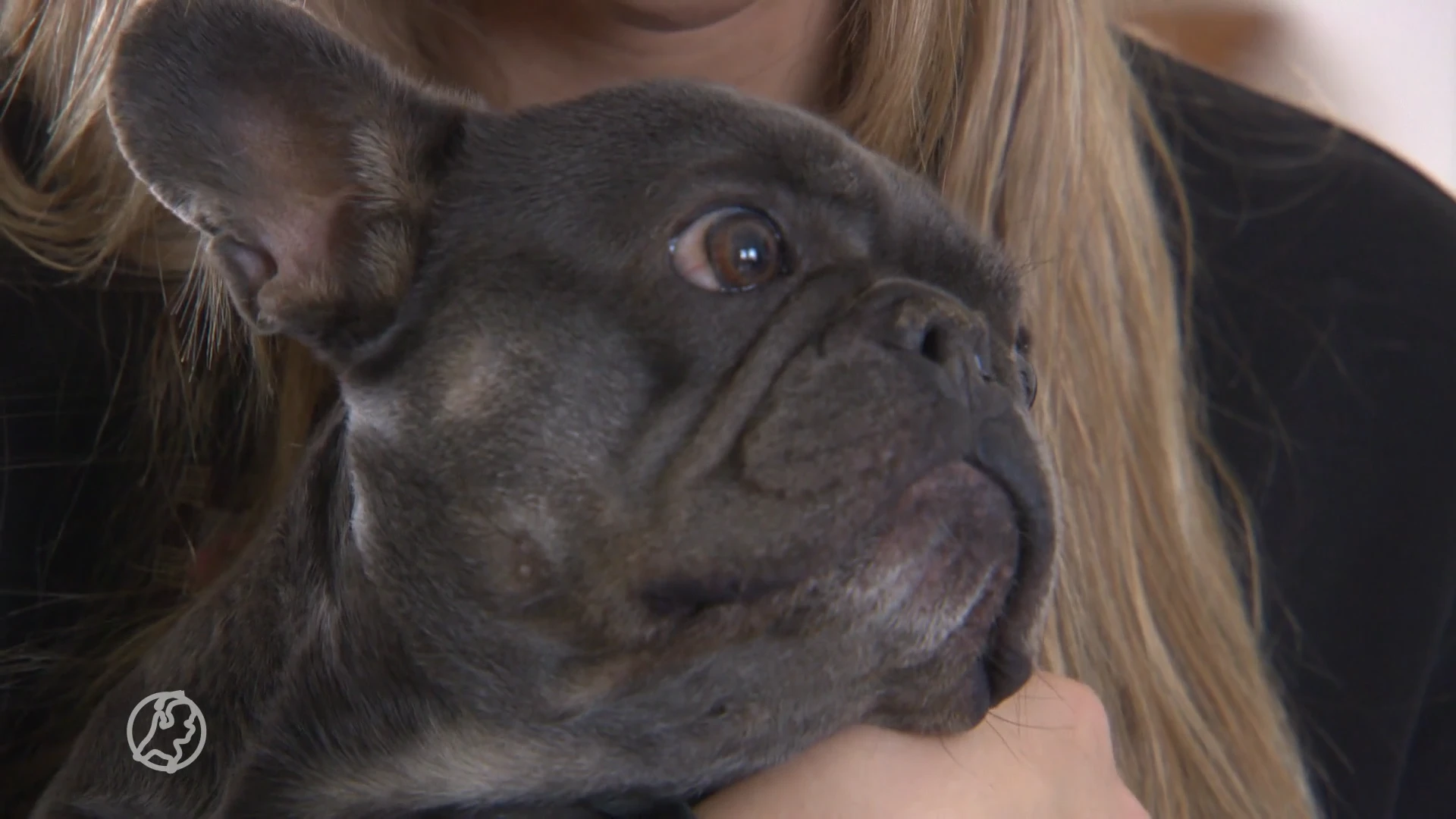 Waarschuwing: nog steeds veel meldingen malafide puppyhandel