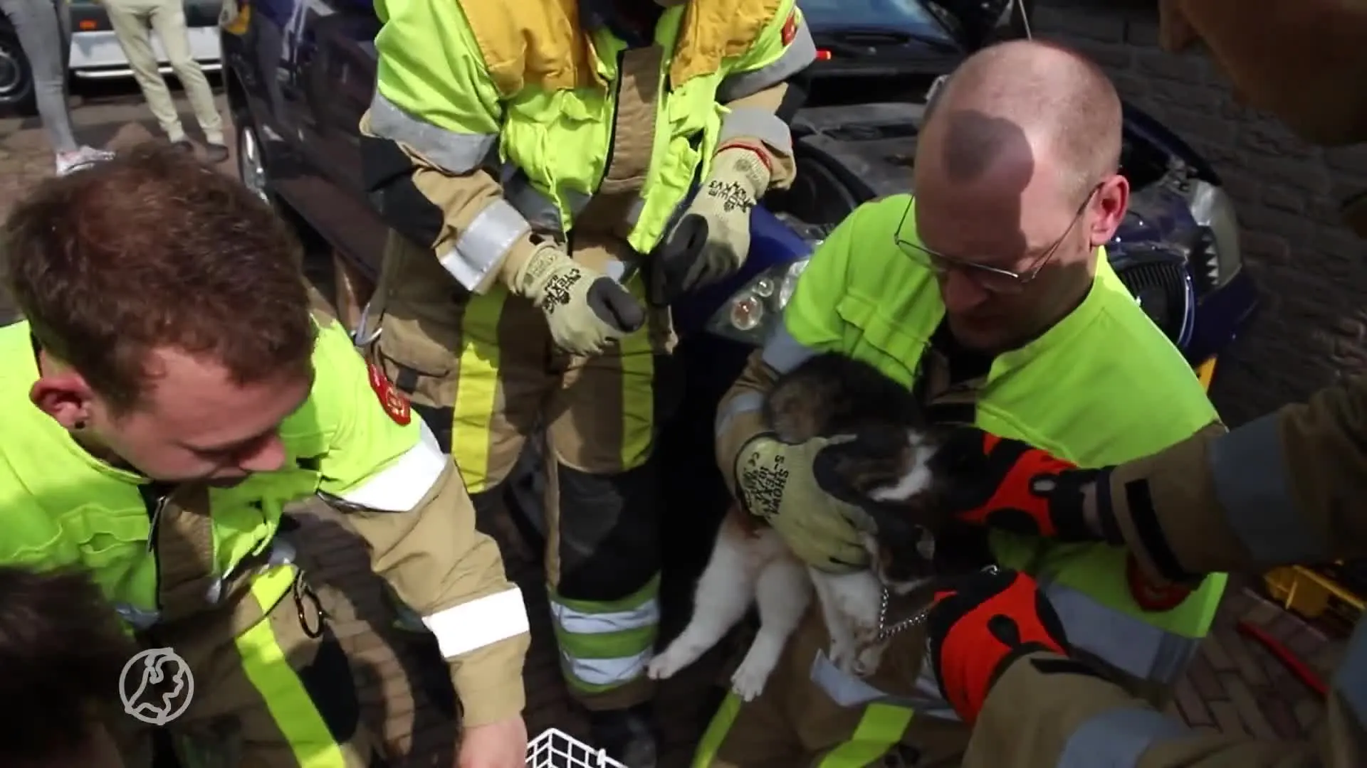 Kat zit vast onder motorkap van auto, brandweer moet dier bevrijden
