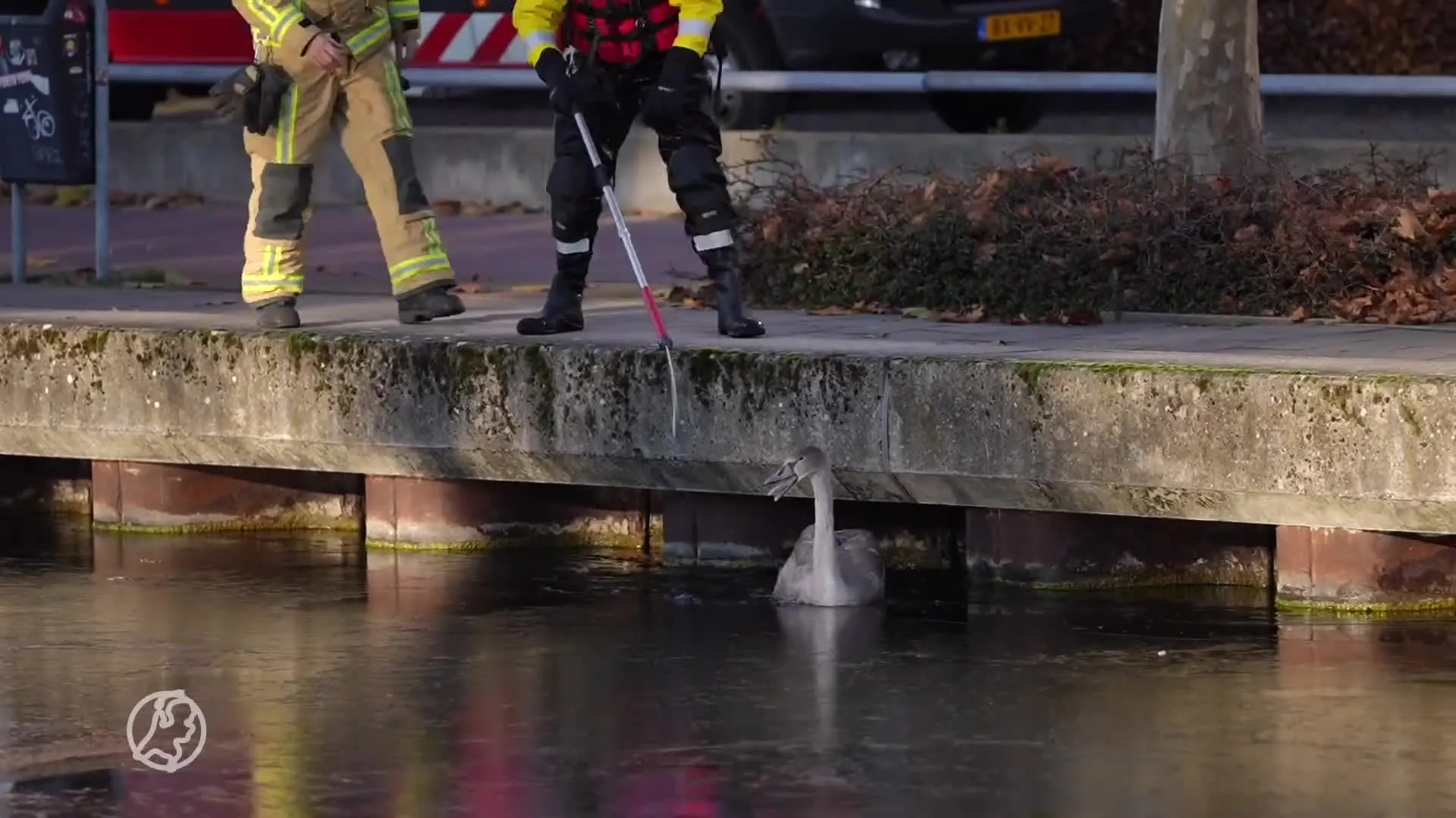 Vastgevroren zwaan gered van het ijs door de brandweer