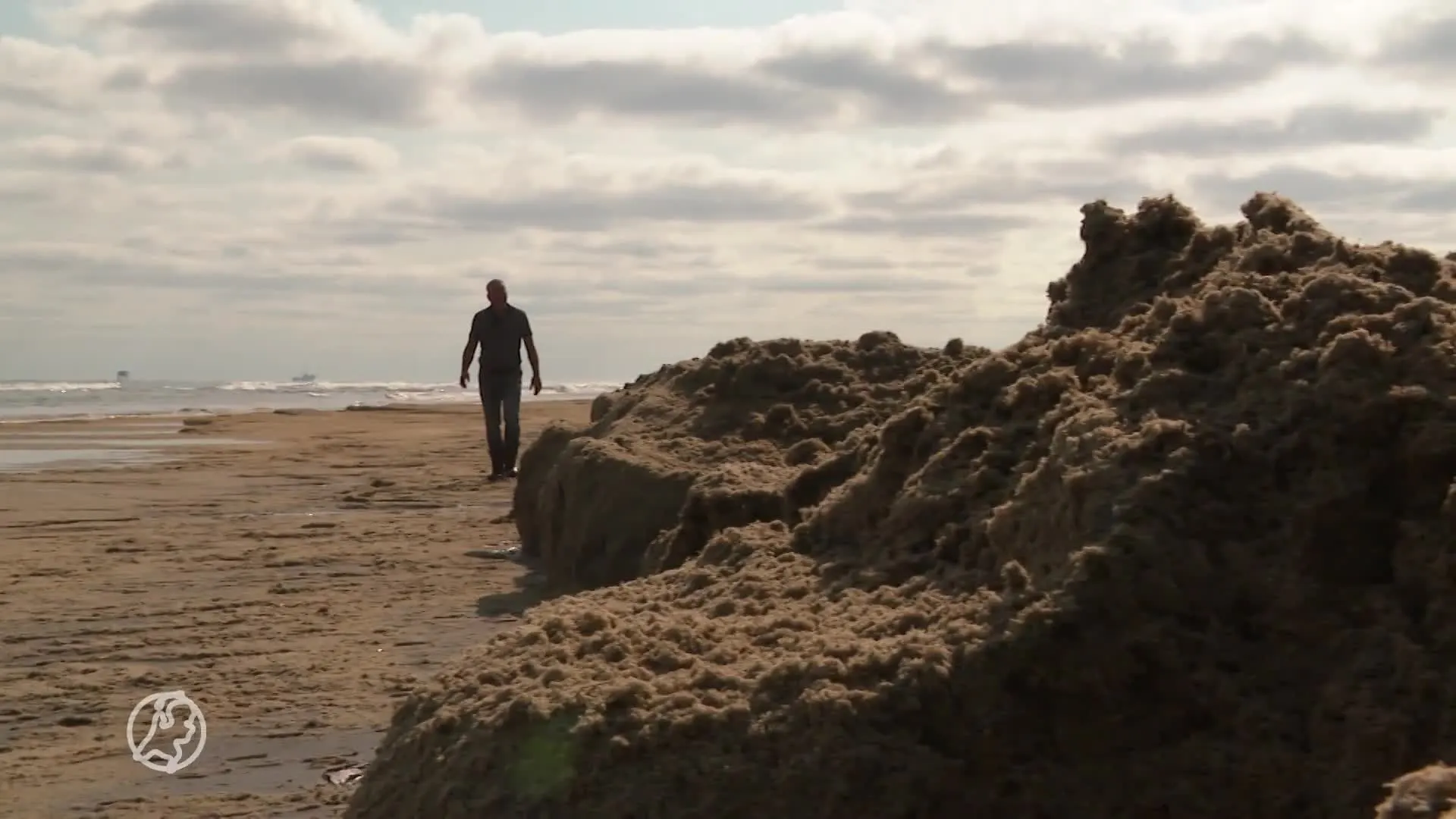 Ameland pakt miljoenen stinkende mosdiertjes aan