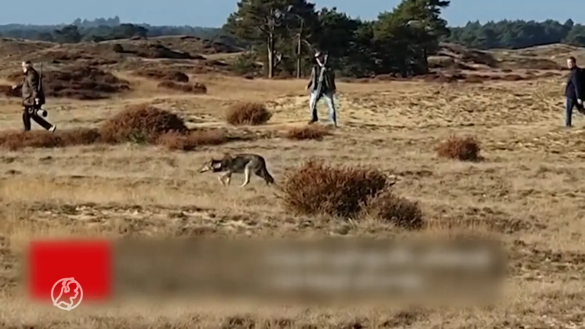 Boswachters Hoge Veluwe helemaal klaar met wolvenpaparazzi: 'Idioten'
