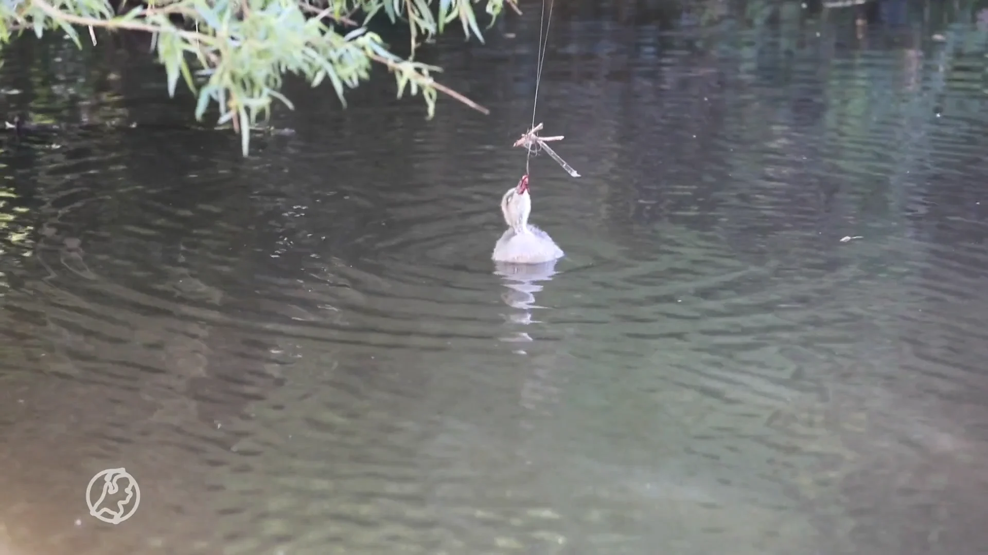 Brandweer rukt uit om jong gansje te redden uit visdraad