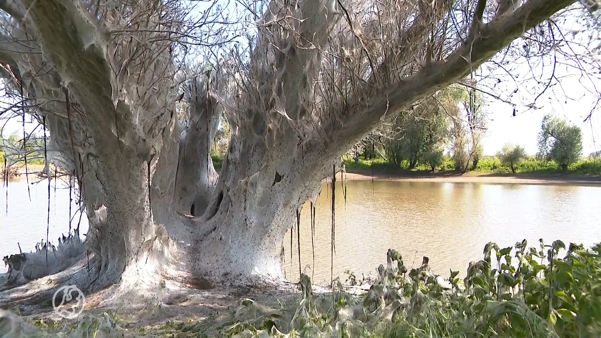 Miljarden rupsen kleuren wilg wit: 'We krijgen een invasie spinselmotten'