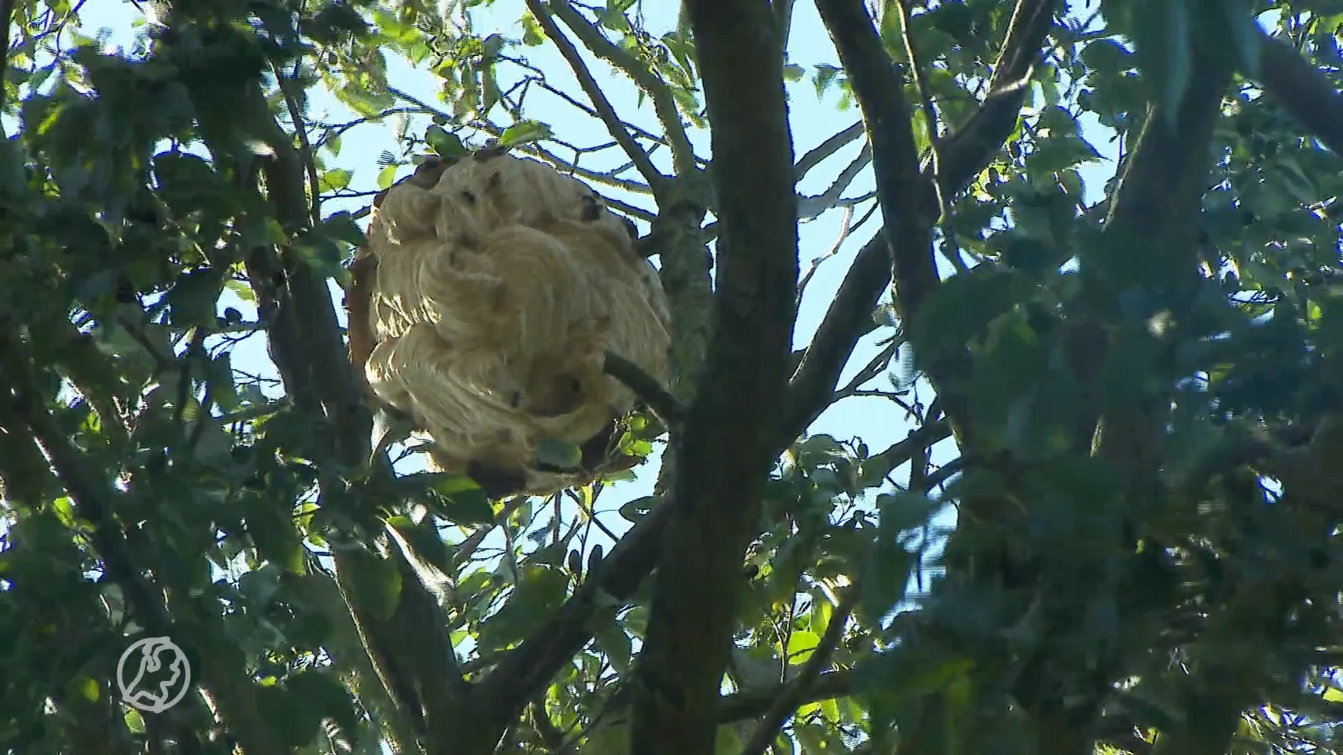 Aziatische hoornaar rukt op in Nederland: 'Kan zelfs op afstand gif spuiten'