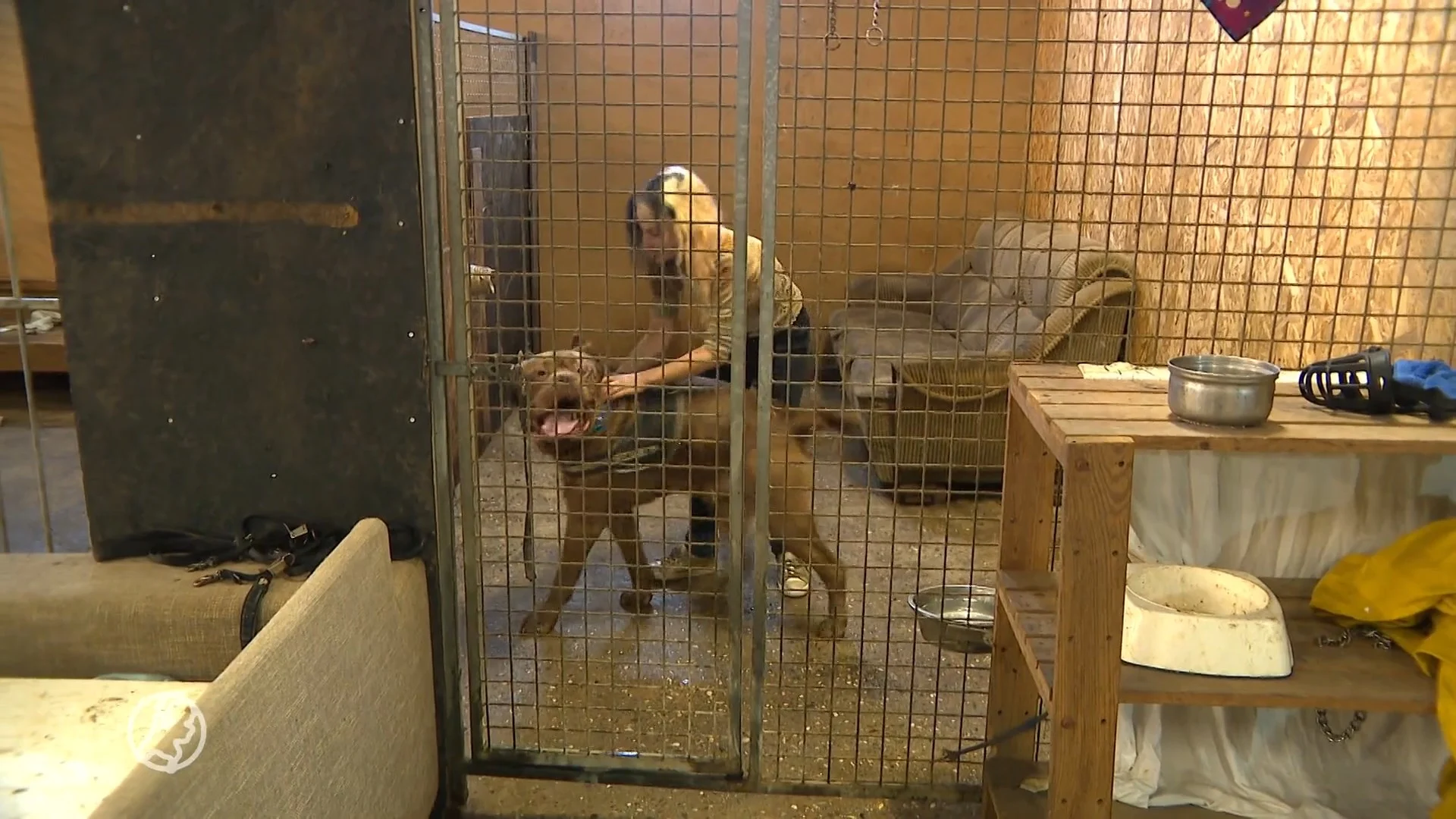 Nieuwe baasjes vinden voor vechthonden is lastig: 'Veel niet geschikt voor deze honden'