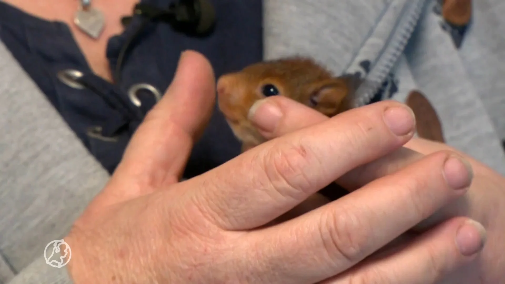 Brigitte heeft 50 eekhoorntjes in de tuin