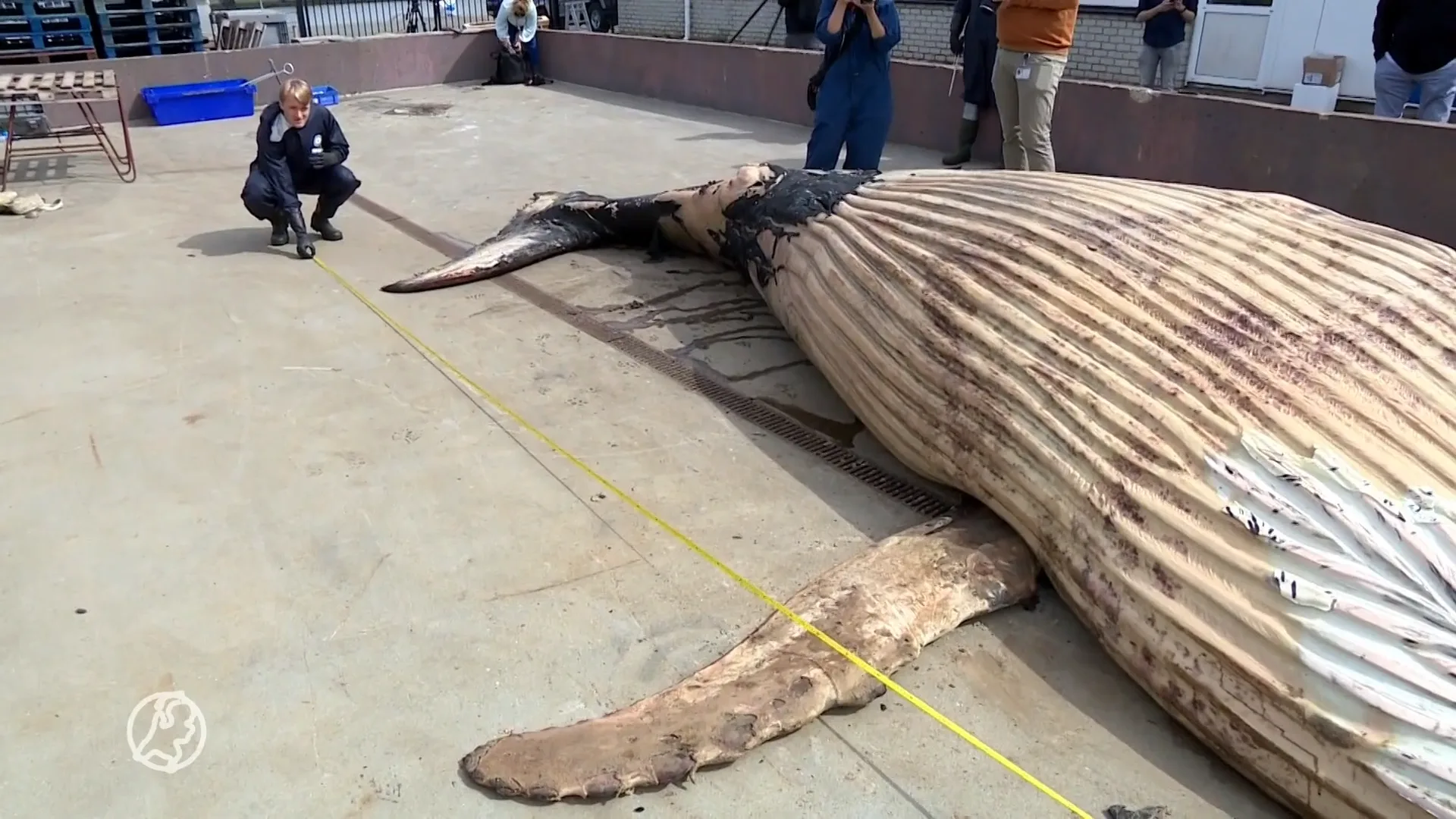 Op Vlieland aangespoelde bultrug niet verstrikt geraakt in visnetten of aangevaren
