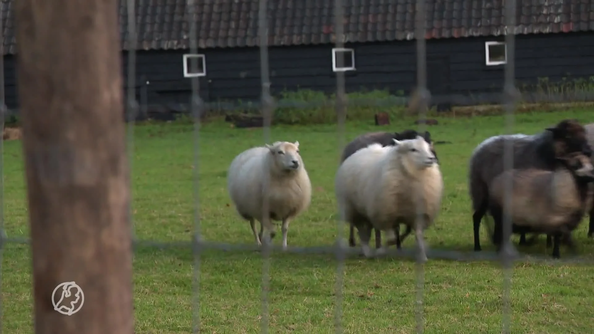 Een wolvenhek om Friesland? 'Minder idioot dan het lijkt'
