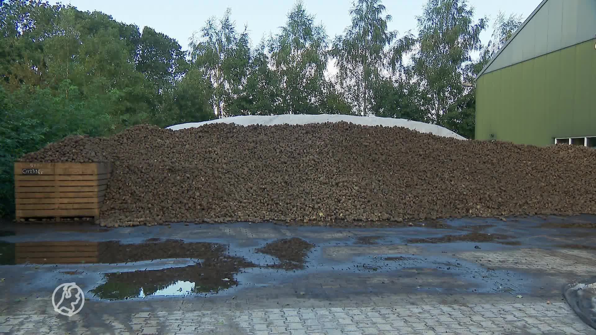 Boeren vol onbegrip ondanks twee weken uitstel: aardappel moet nu uit de grond