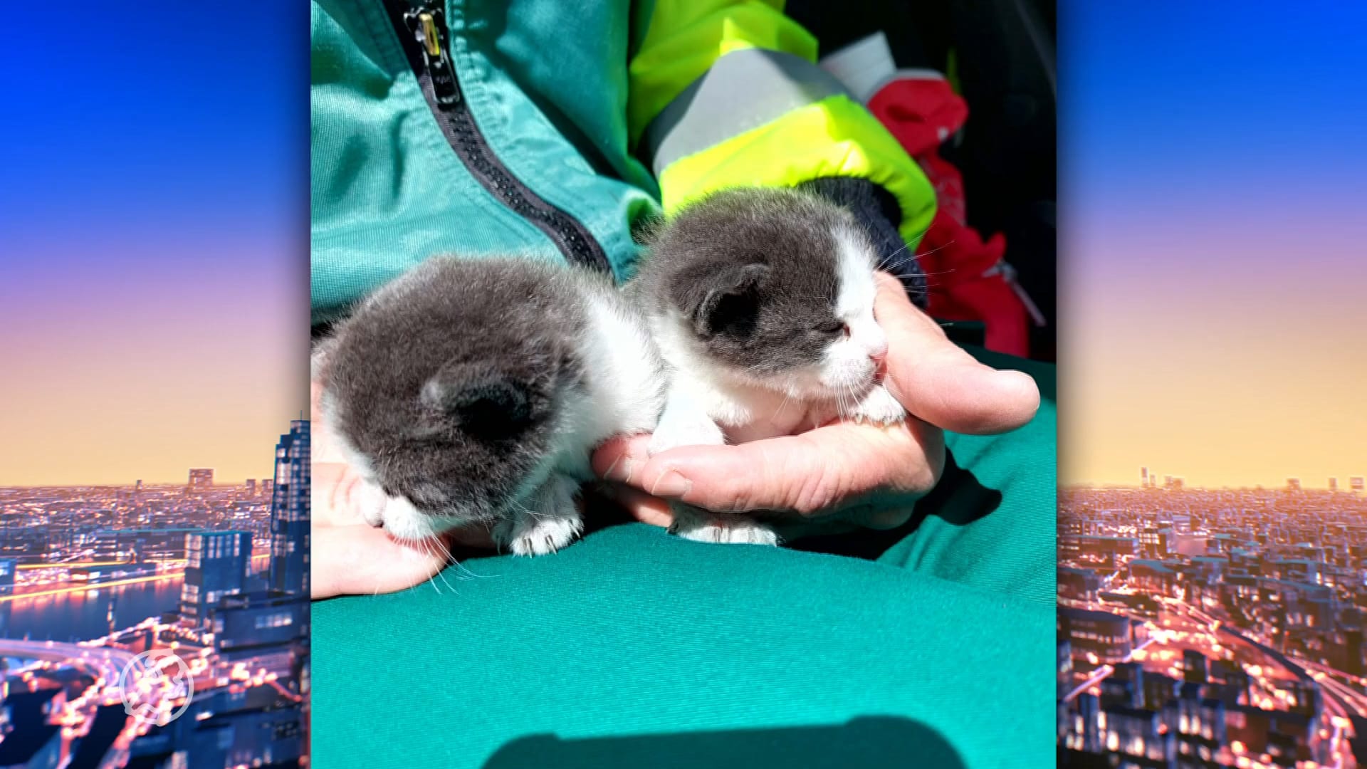 Amsterdamse kittens die in een doos werden gevonden zijn geadopteerd