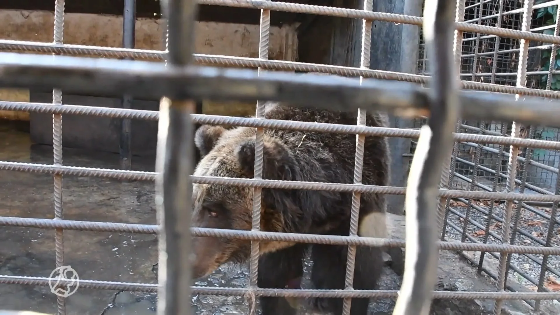 Het Berenbos wil opgesloten beren uit Oekraïne redden