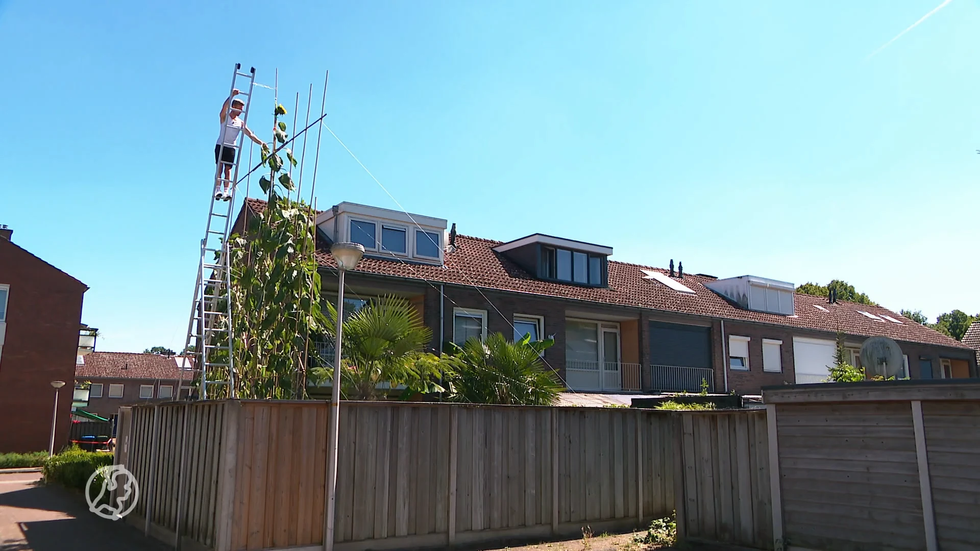 Jeroen uit Enschede kweekt zonnebloem van dik 7 meter lang: 'Het is mijn levenswerk'