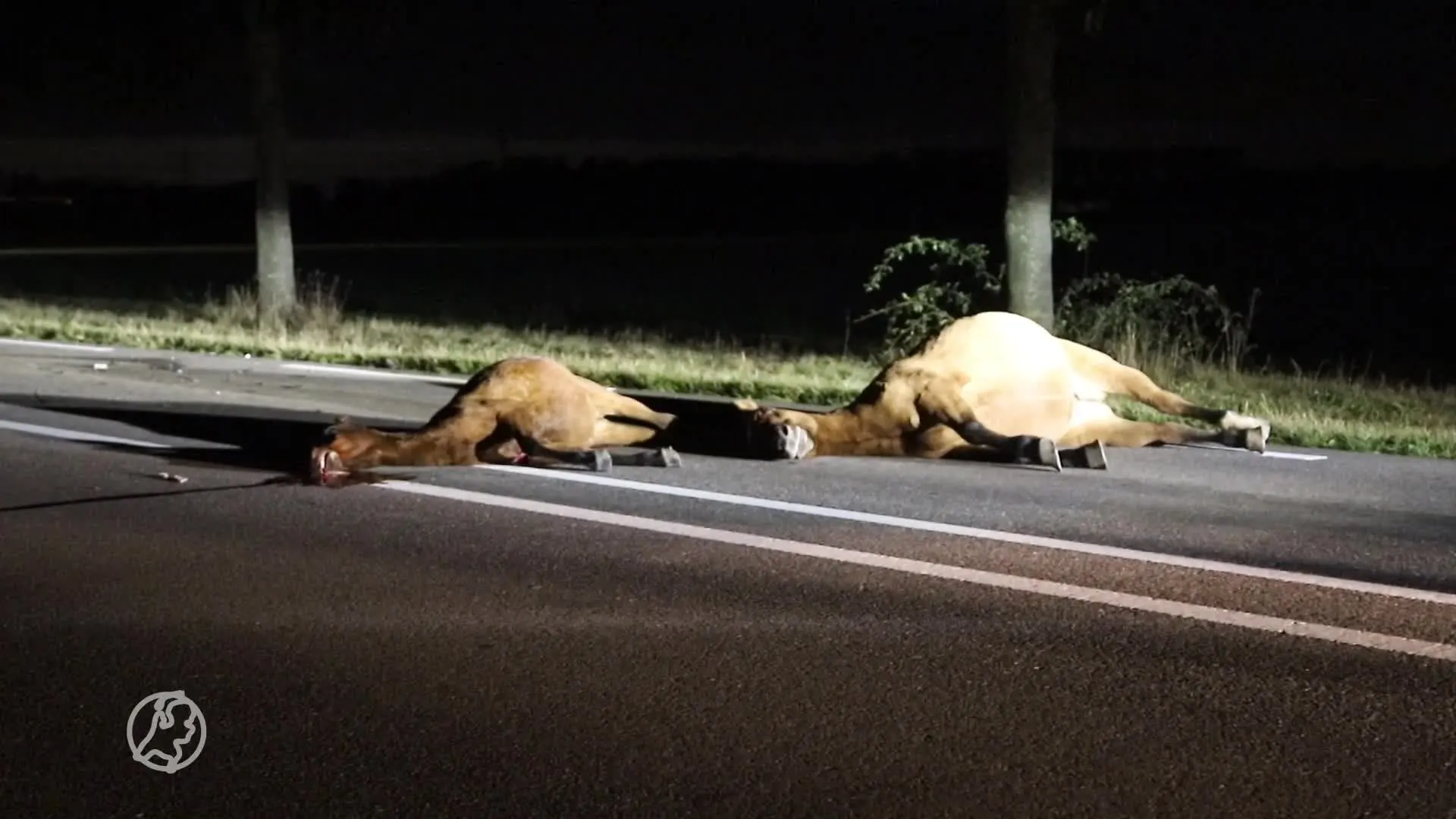 Drie loslopende pony's doodgereden bij Oeffelt