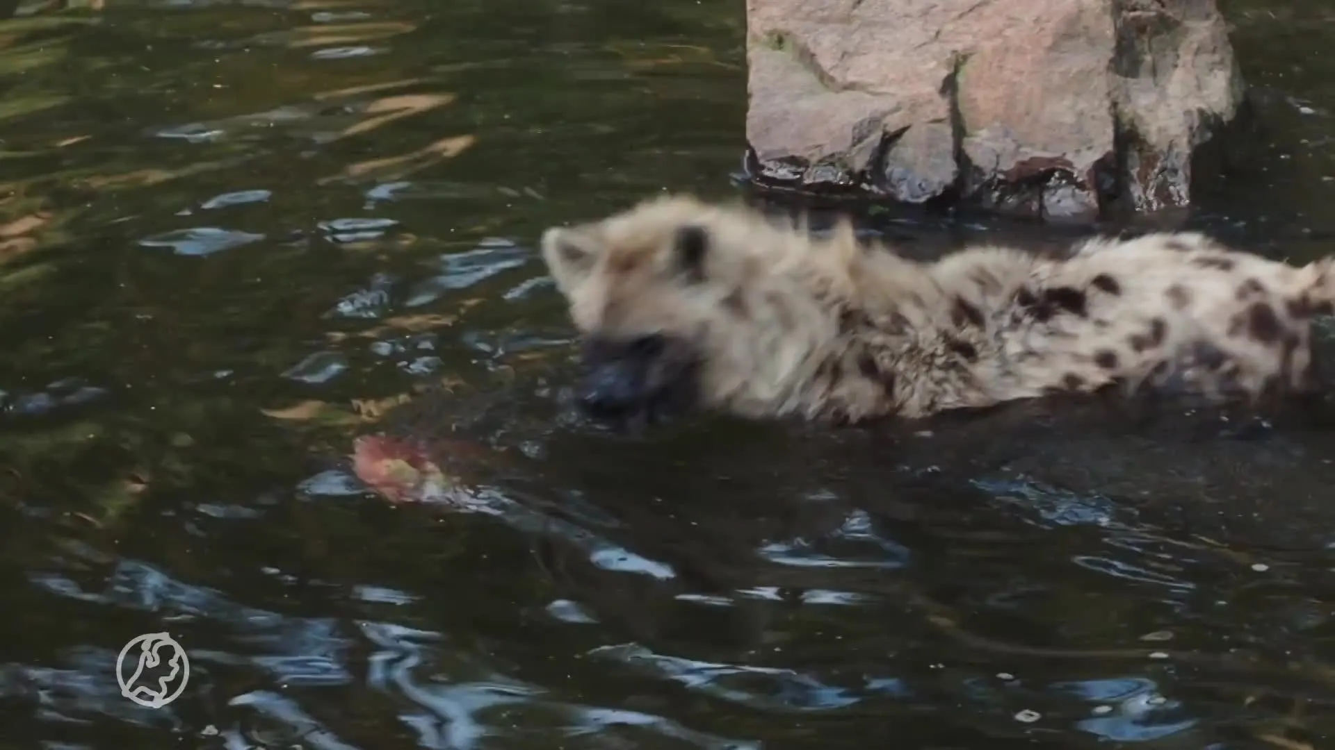 ZIEN: Dieren in Safaripark Beekse Bergen krijgen afkoeling met fruit-ijsjes