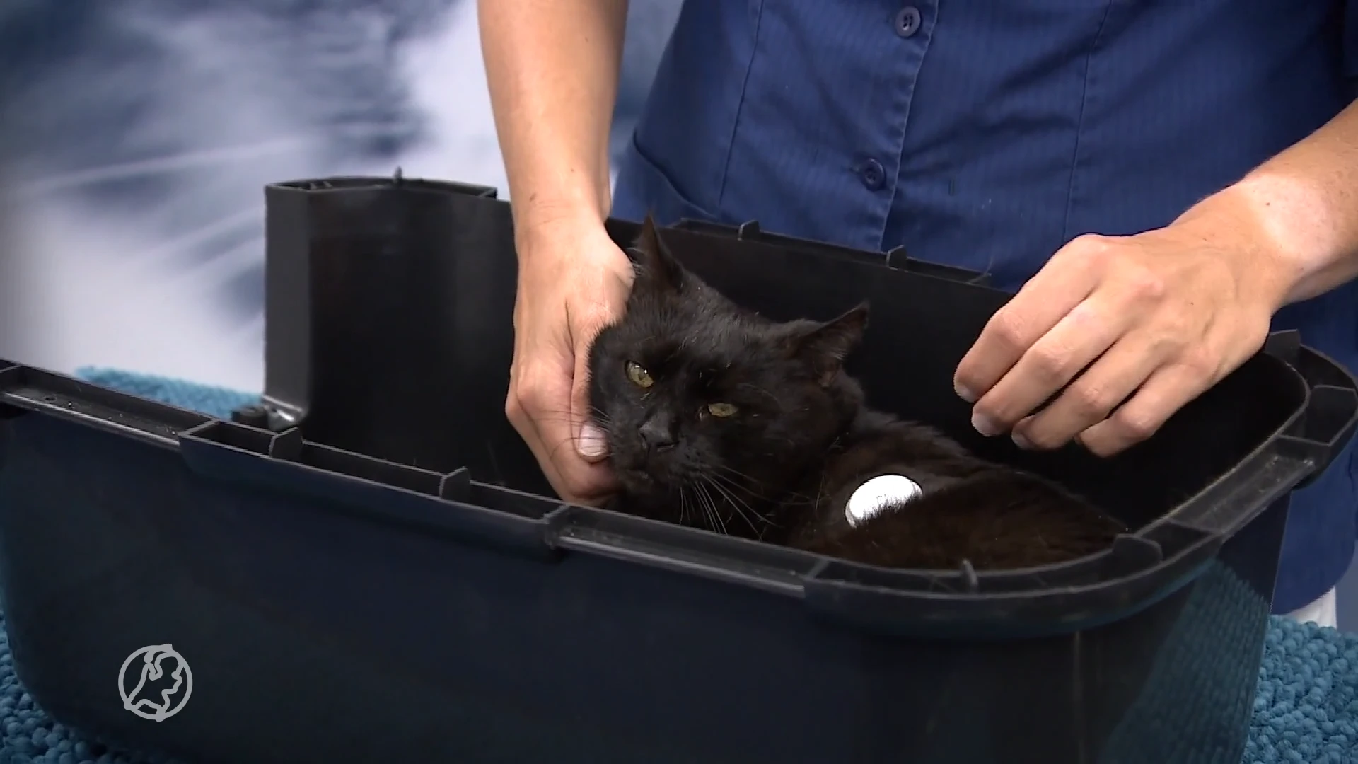 Diabetesapparaatje voor mensen werkt ook bij katten: 'Ik moest eerst blind insuline inspuiten'