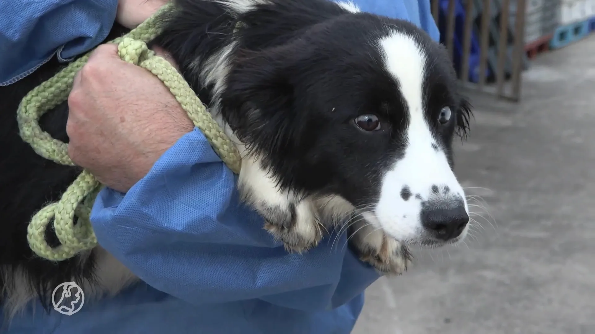 NVWA haalt opnieuw honden weg bij illegale horrorfokker Eersel
