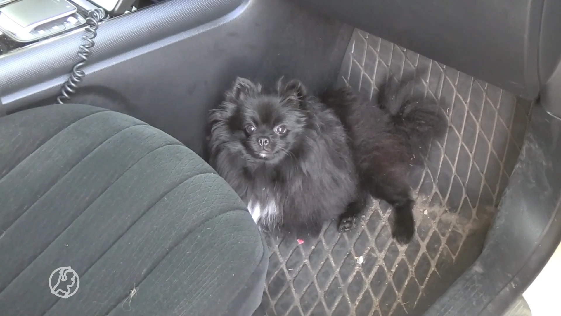 Bestuurder vlucht na ongeval, laat hondje achter in auto