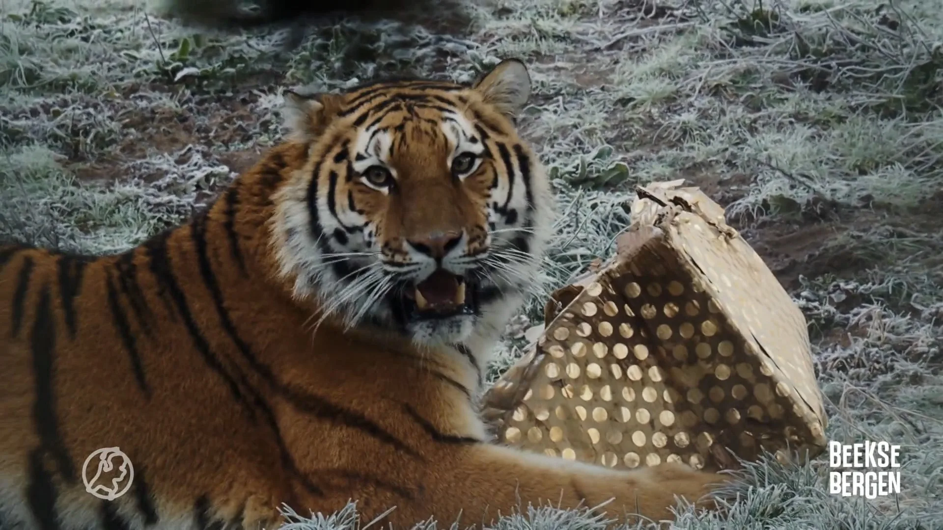 Dieren in Beekse Bergen krijgen bijzonder cadeau van de kerstman